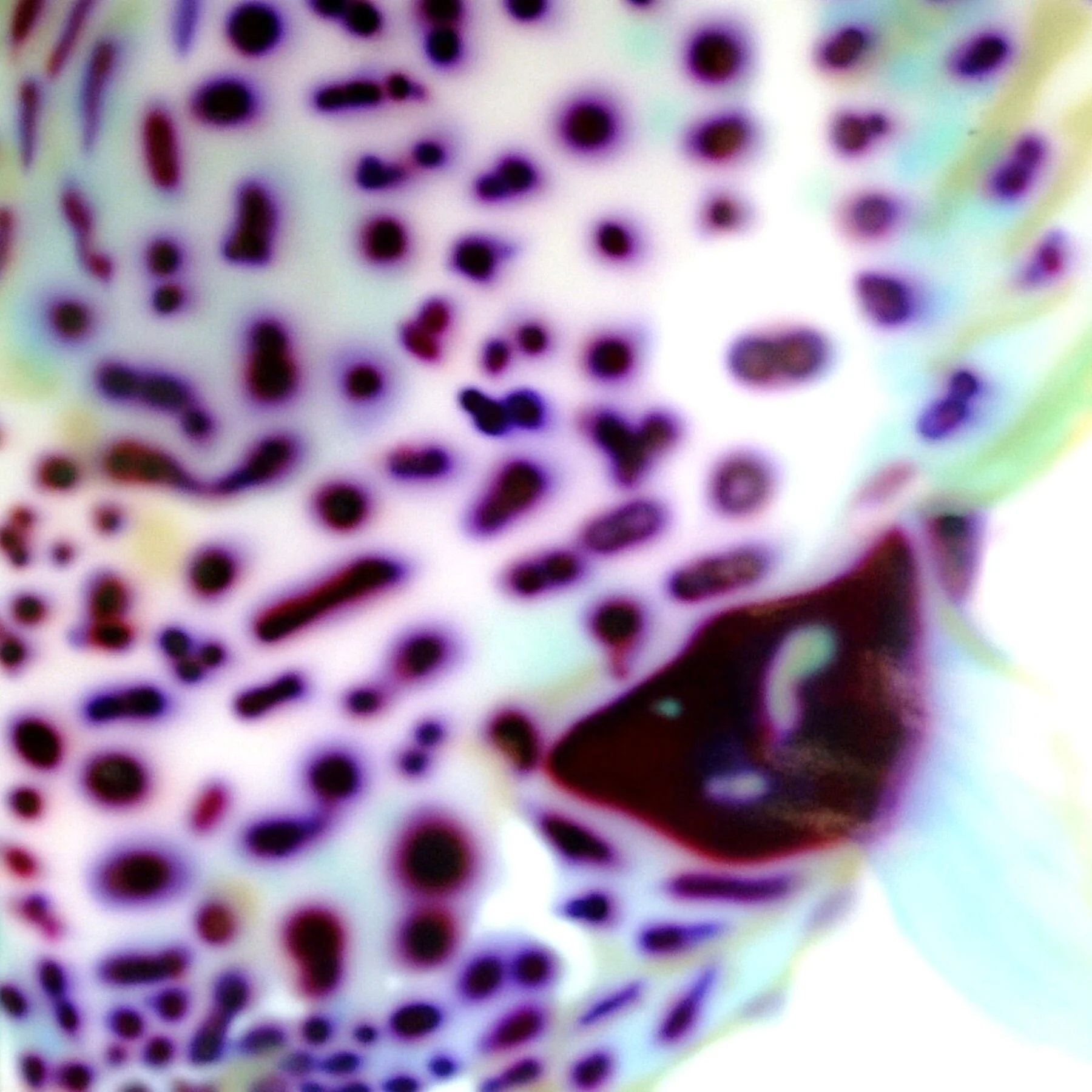 Detail of Arothron Stellatus II print showing soft marine colour transitions