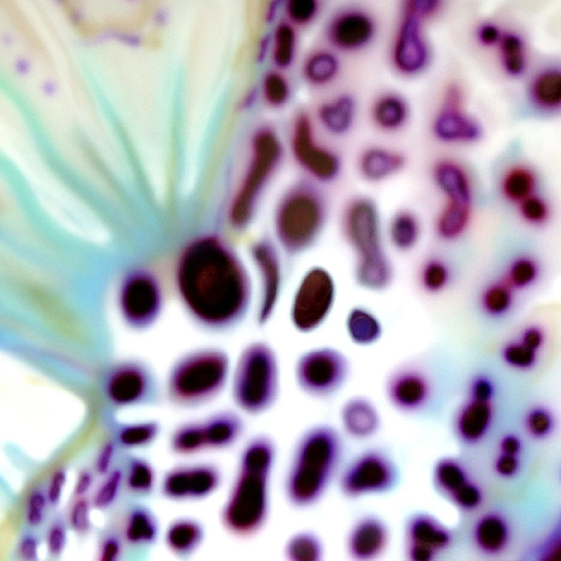 Arothron Stellatus III