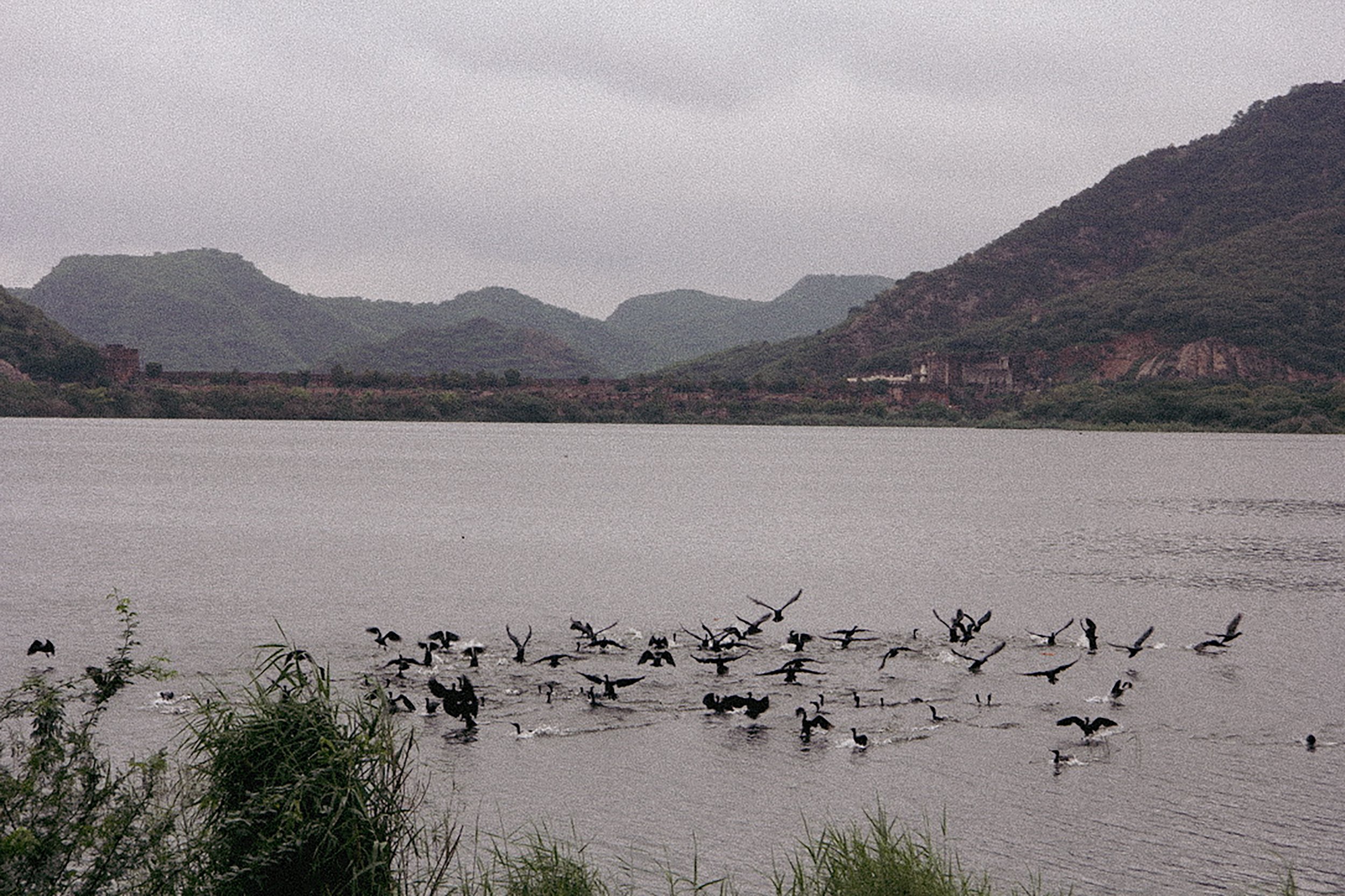 A lake with a flock of birds flying low over the water, surrounded by green hills and mountains in the background, under an overcast sky.