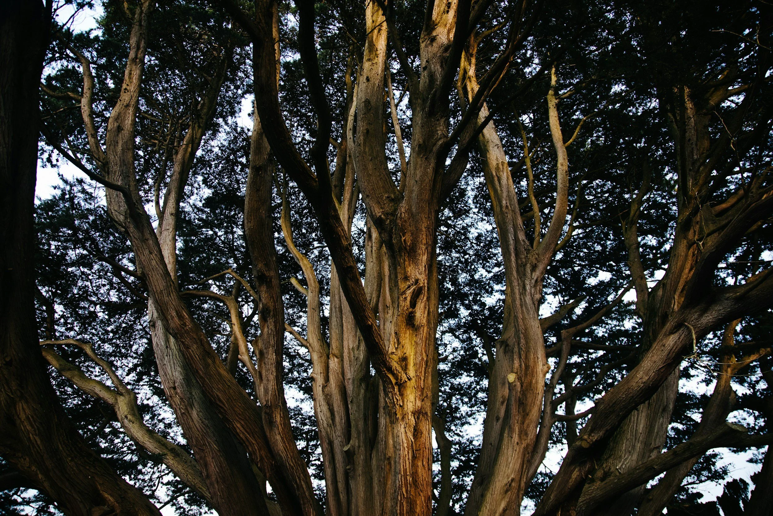 Where is our indigenous medicine?