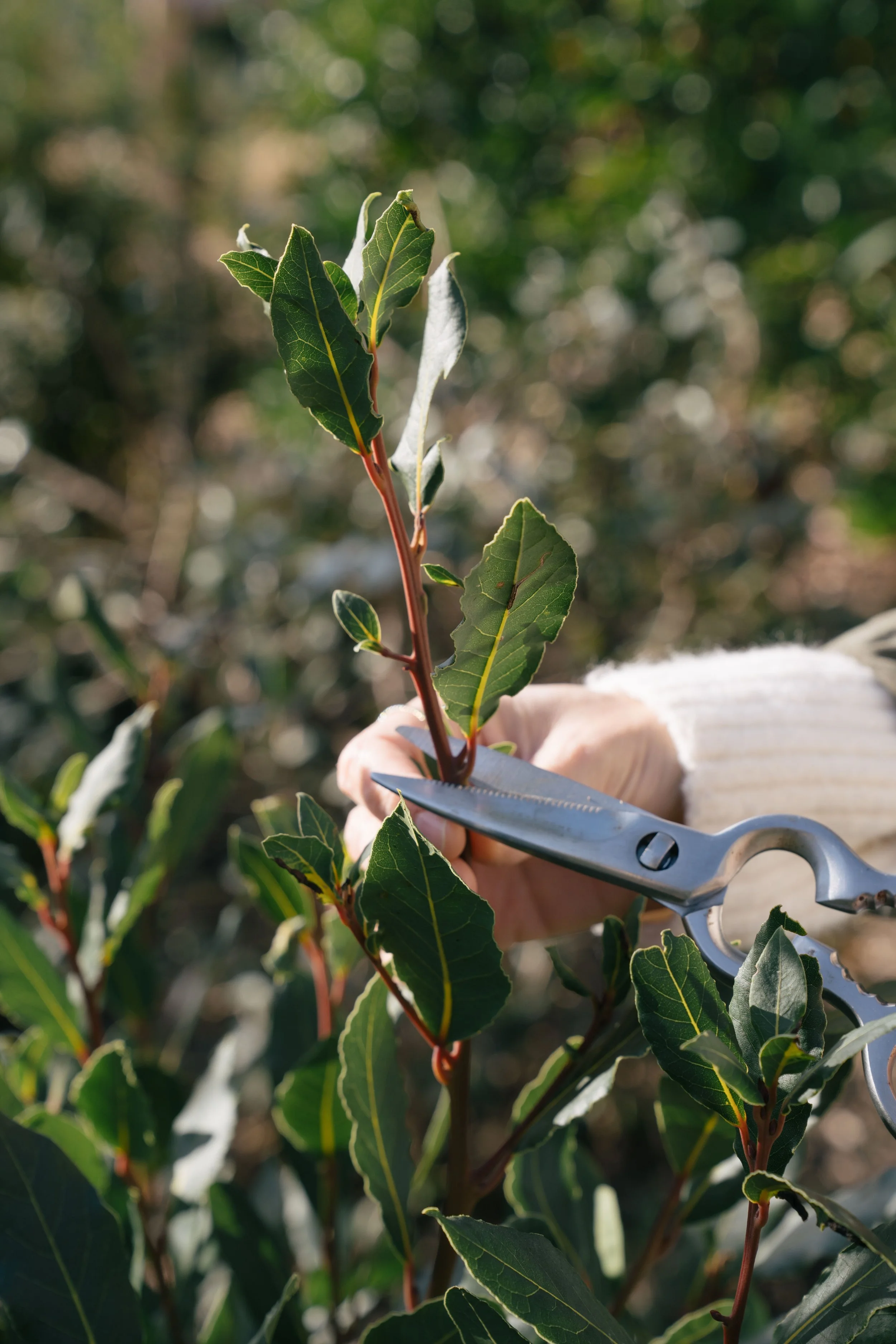 La Tilia-Noviembre-3.jpg