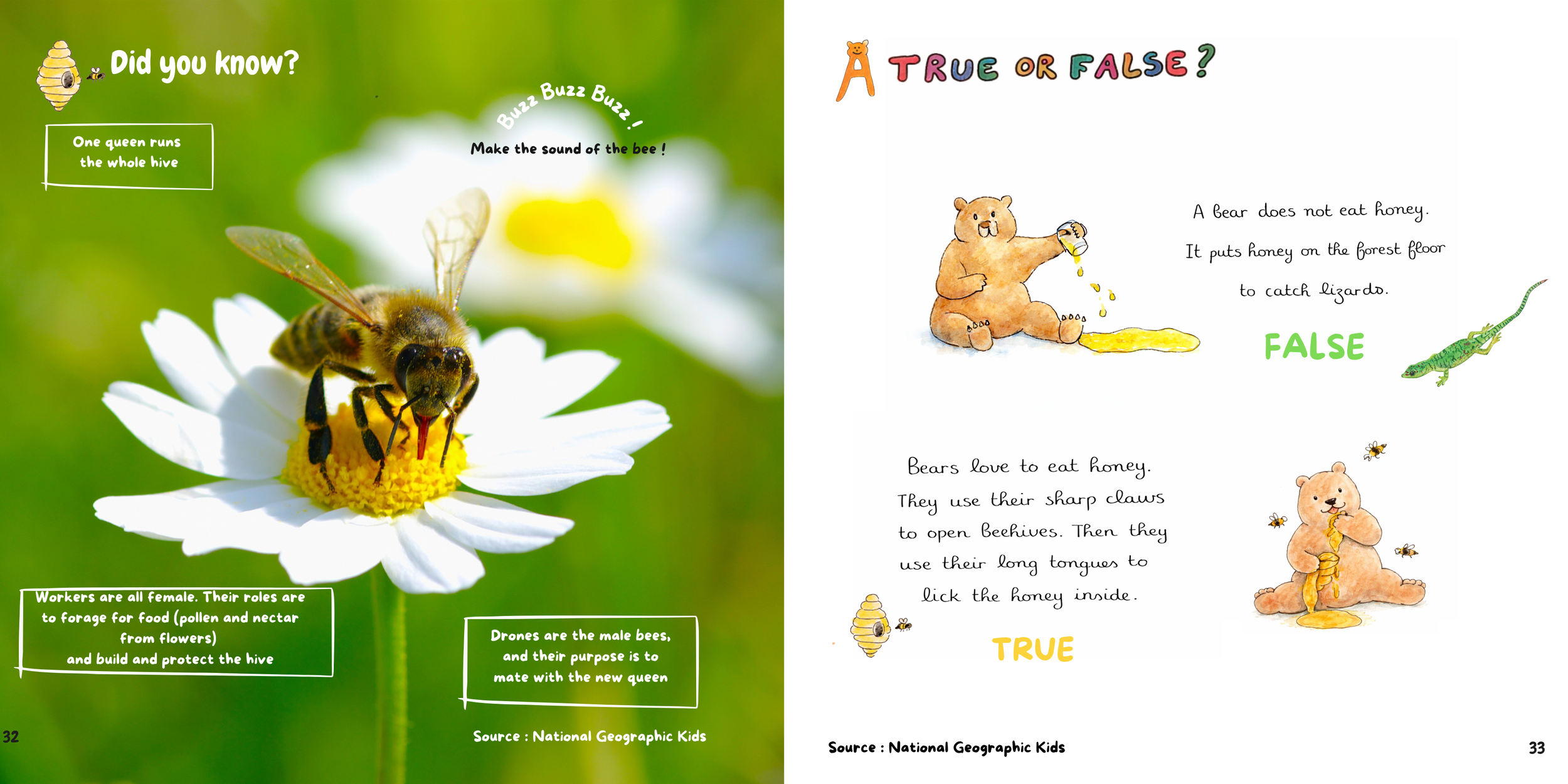 A children's educational book about bees and bears. The left page shows a close-up photograph of a bee on a white flower, with text explaining bee roles and hive protection. The right page features a quiz question about bears and honey, with illustrations of a bear and bees, and explanations about bear behavior and honey collection.