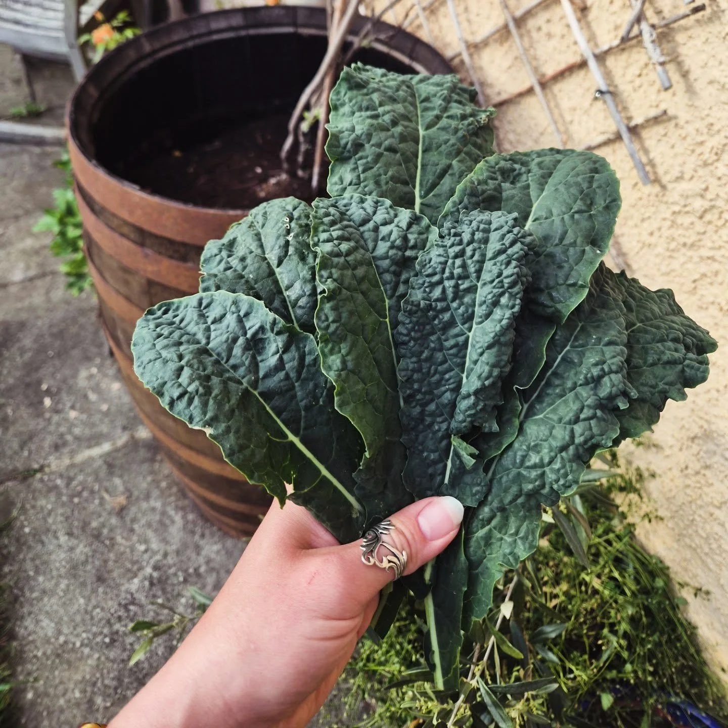 Wee Kale harvest from the veg plot this evening🌱
Yum! 

#grownyourown #gardentotable #permaculturegarden #veggiegarden #homegrown