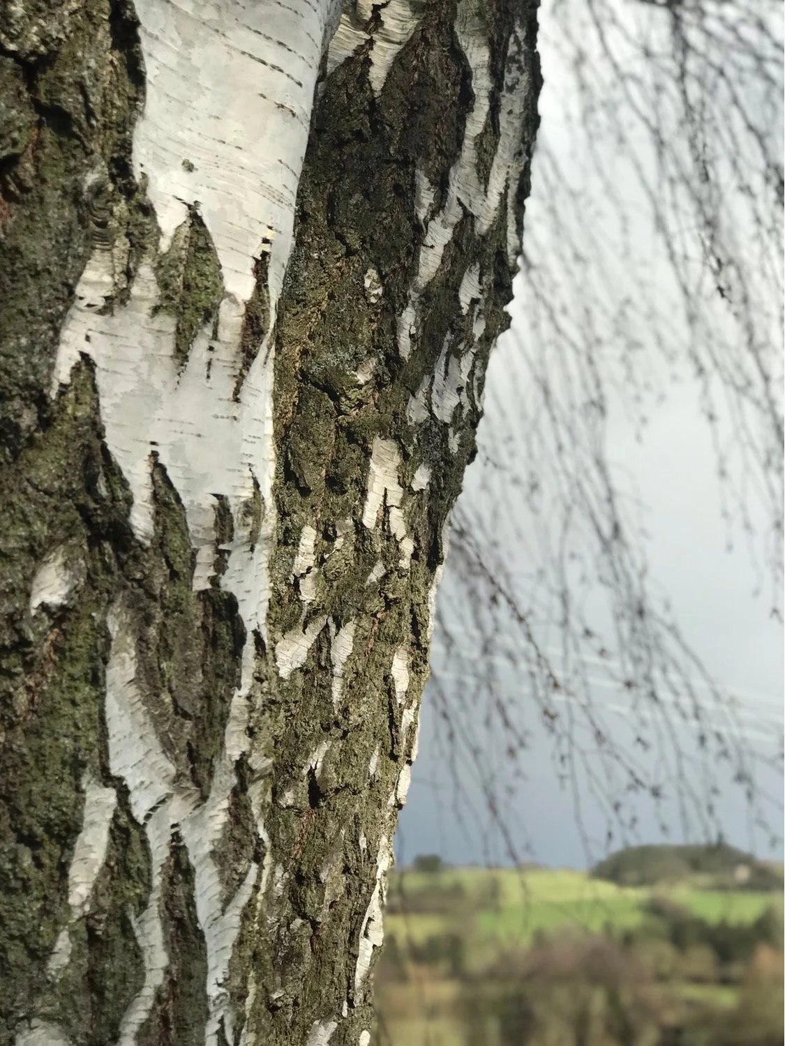 A guide to birch tapping for beginners from Ukrainian childhood.