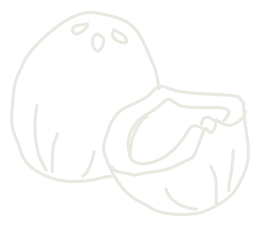Un dessin simple de noix de coco, une entière et une coupée en deux.