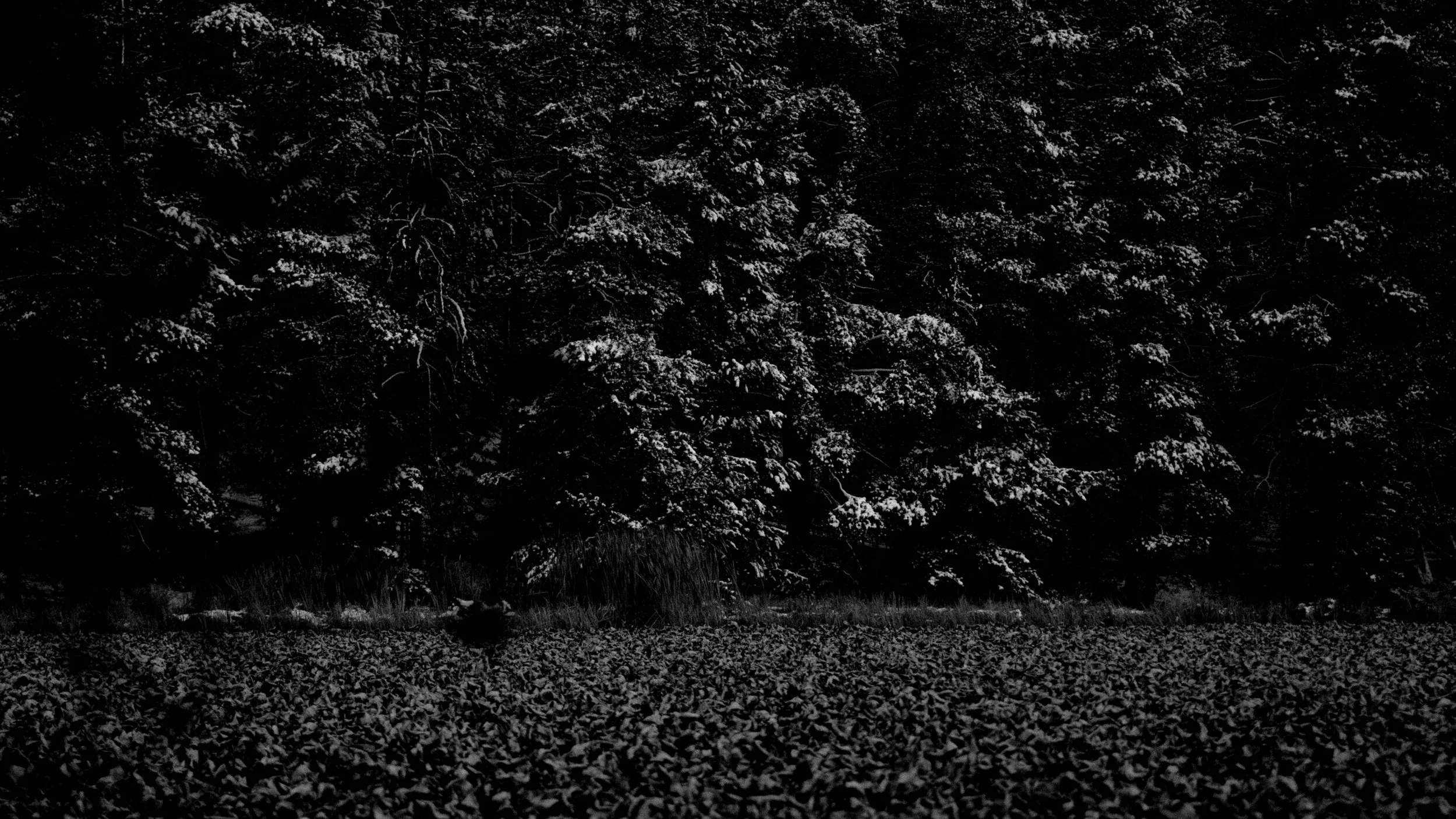 A black and white photo of a forest with snow-covered trees and lake.