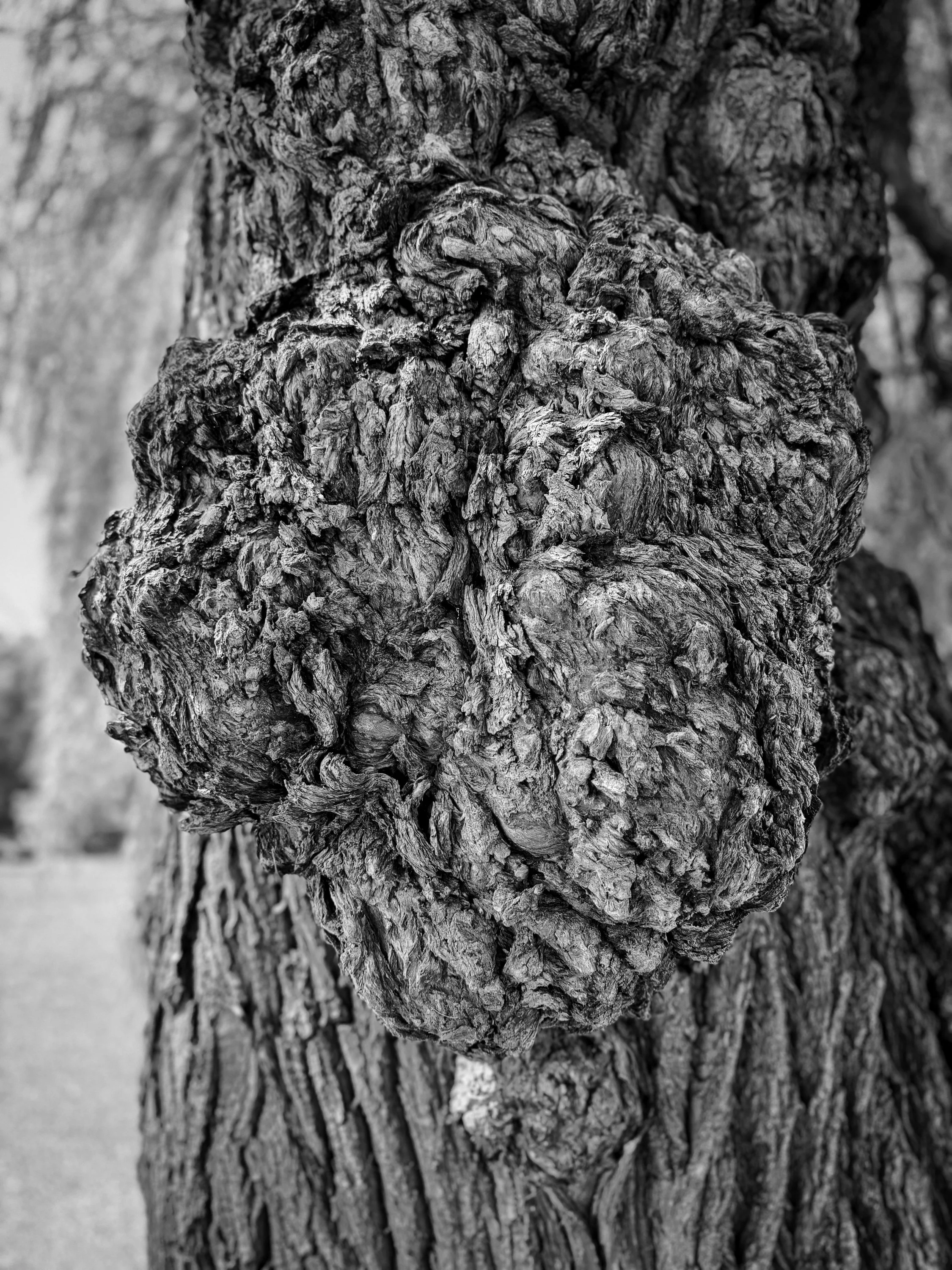 twisted_growth_ithaca.jpg