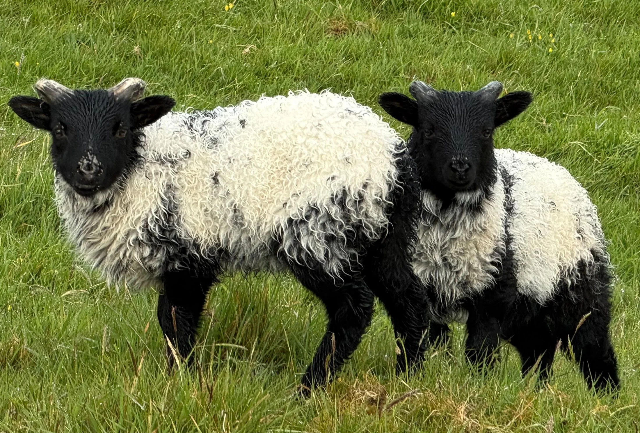 ireland_paying_attention-4.jpg