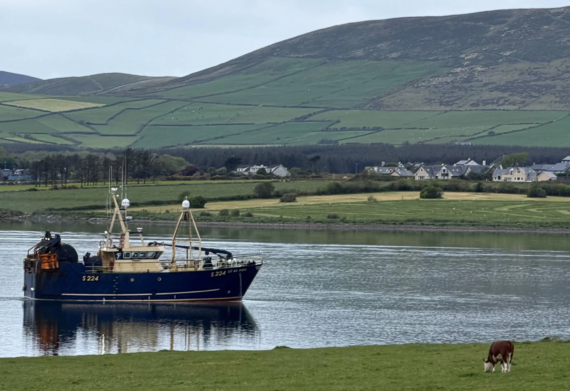 ireland_paying_attention-1.jpg