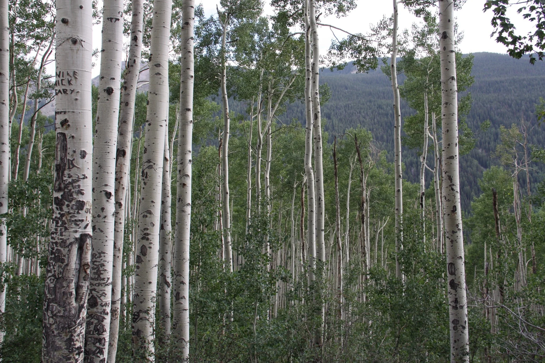 aspens.jpg