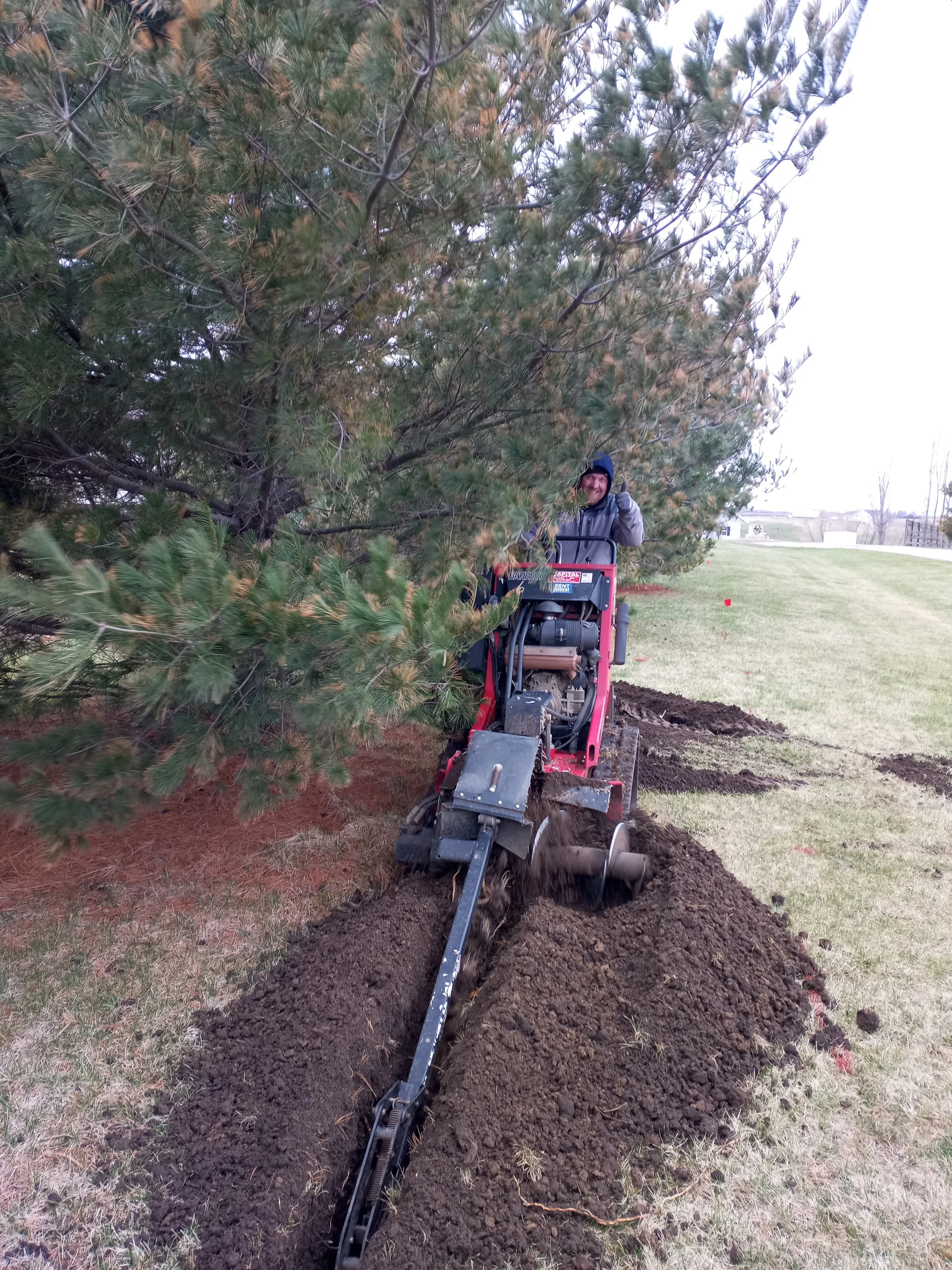 A person operating a trenching machine next to a pine tree, digging a trench in the ground on a grassy area.