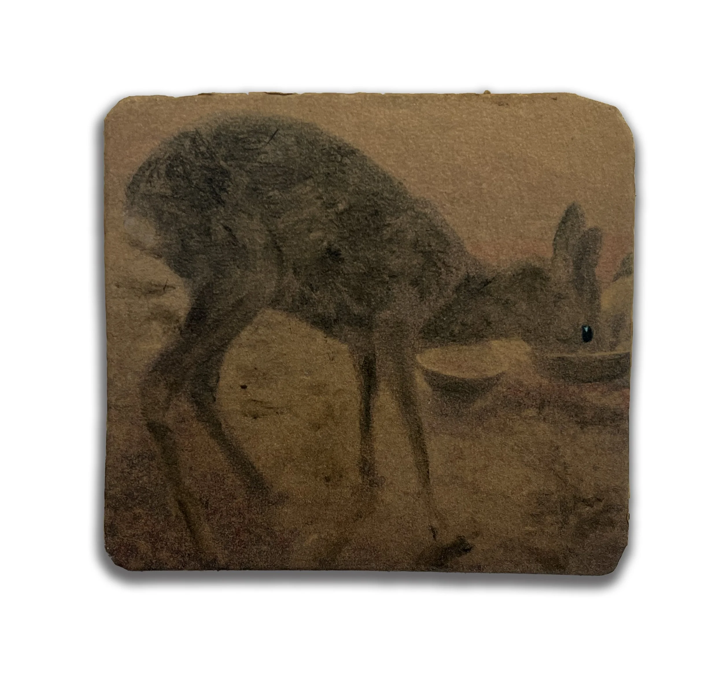 Maybe the older deer know not to eat it.jpg