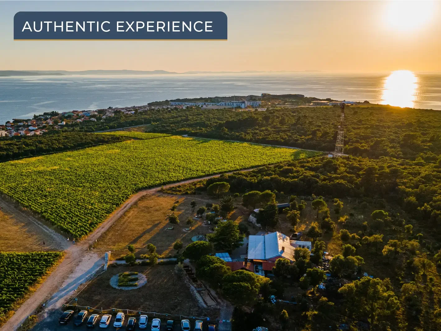 Panoramic view of Kraljevski vinogradi in Punta Skala featuring lush vine rows overlooking the turquoise Adriatic Sea.