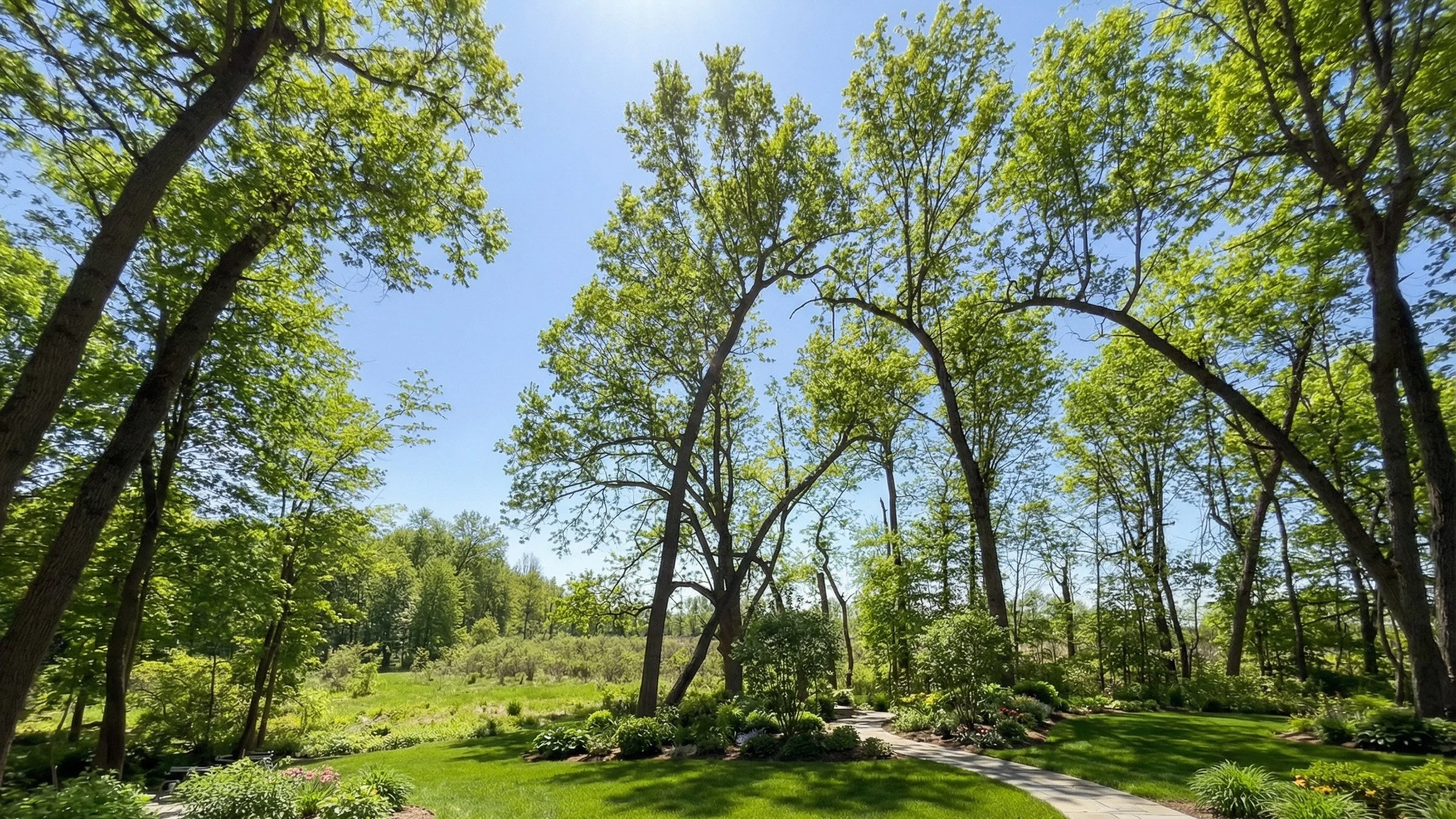 A sunny day in a park with tall trees, a winding pathway, and lush green grass and plants.