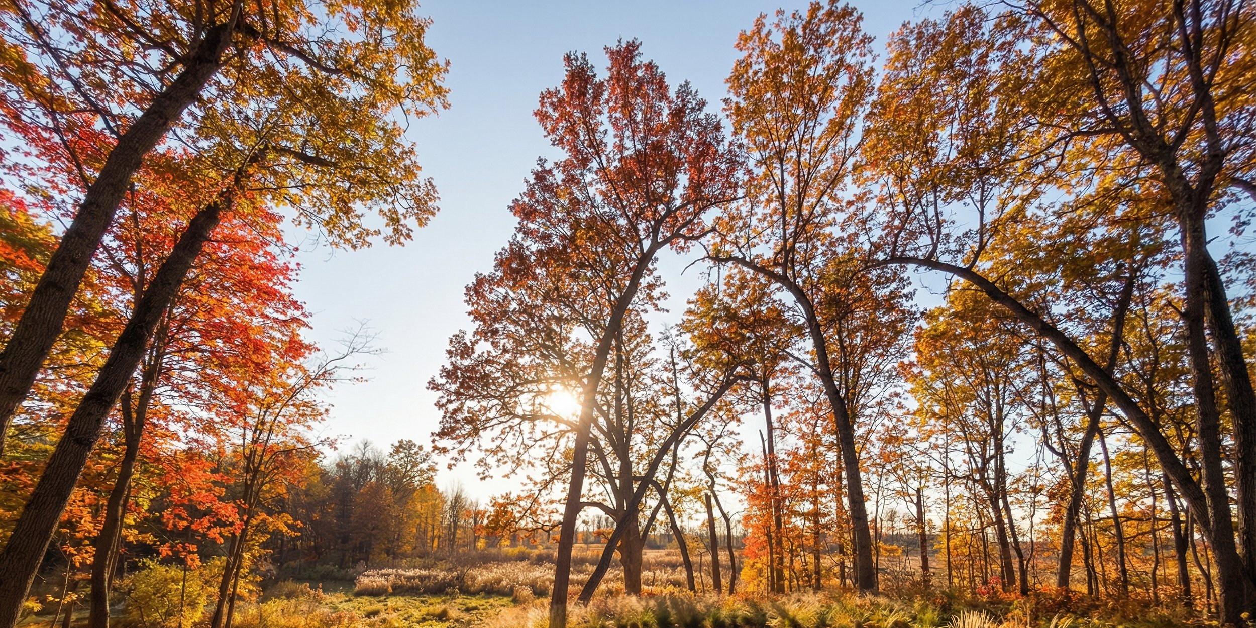 Sunlight filters through autumn-colored trees in a forest clearing.