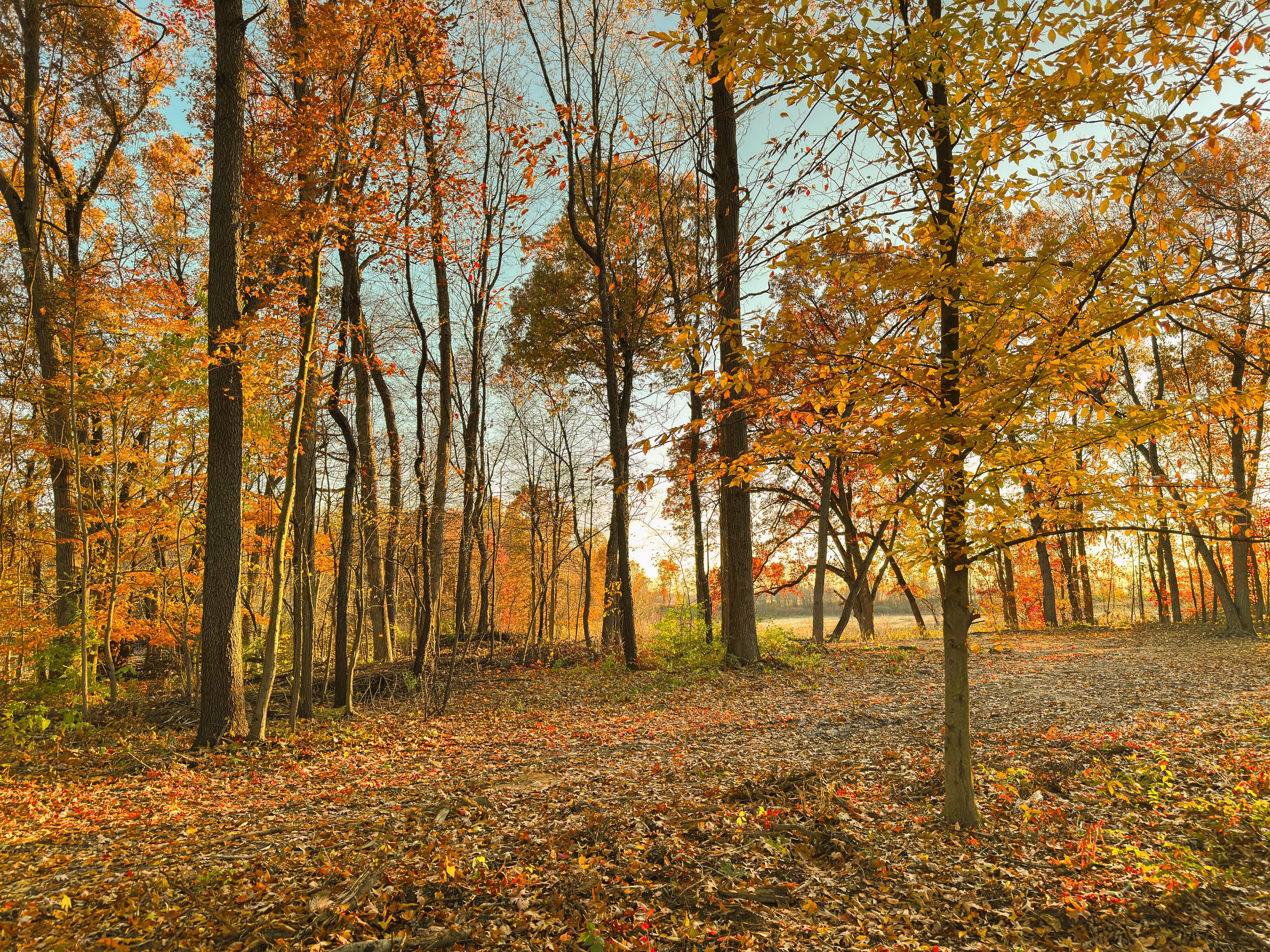 A scenic view of a forest in autumn with trees displaying orange, yellow, and red leaves, sun shining through the branches, and fallen leaves covering the ground.
