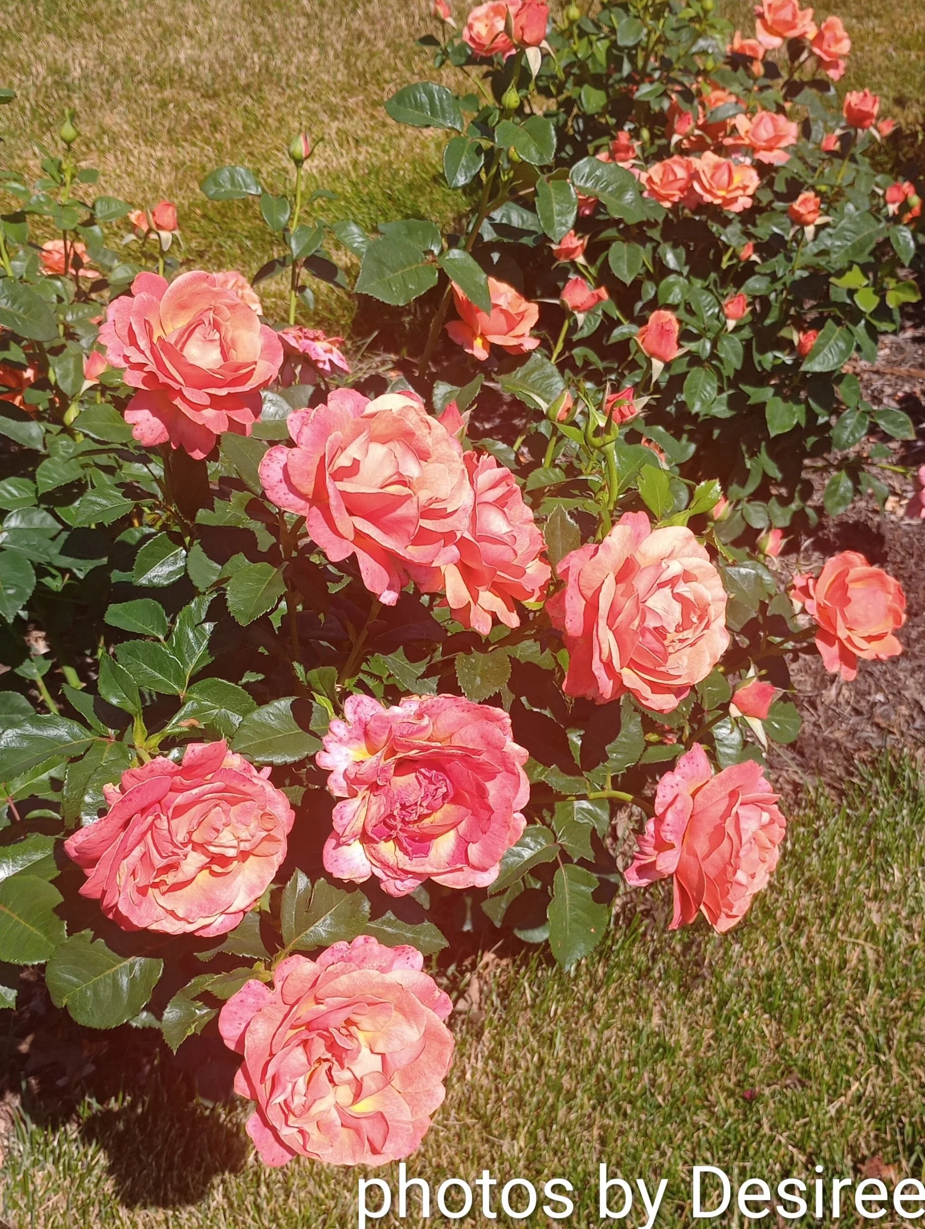 Hershey Gardens famous roses, Hershey, Pennsylvania