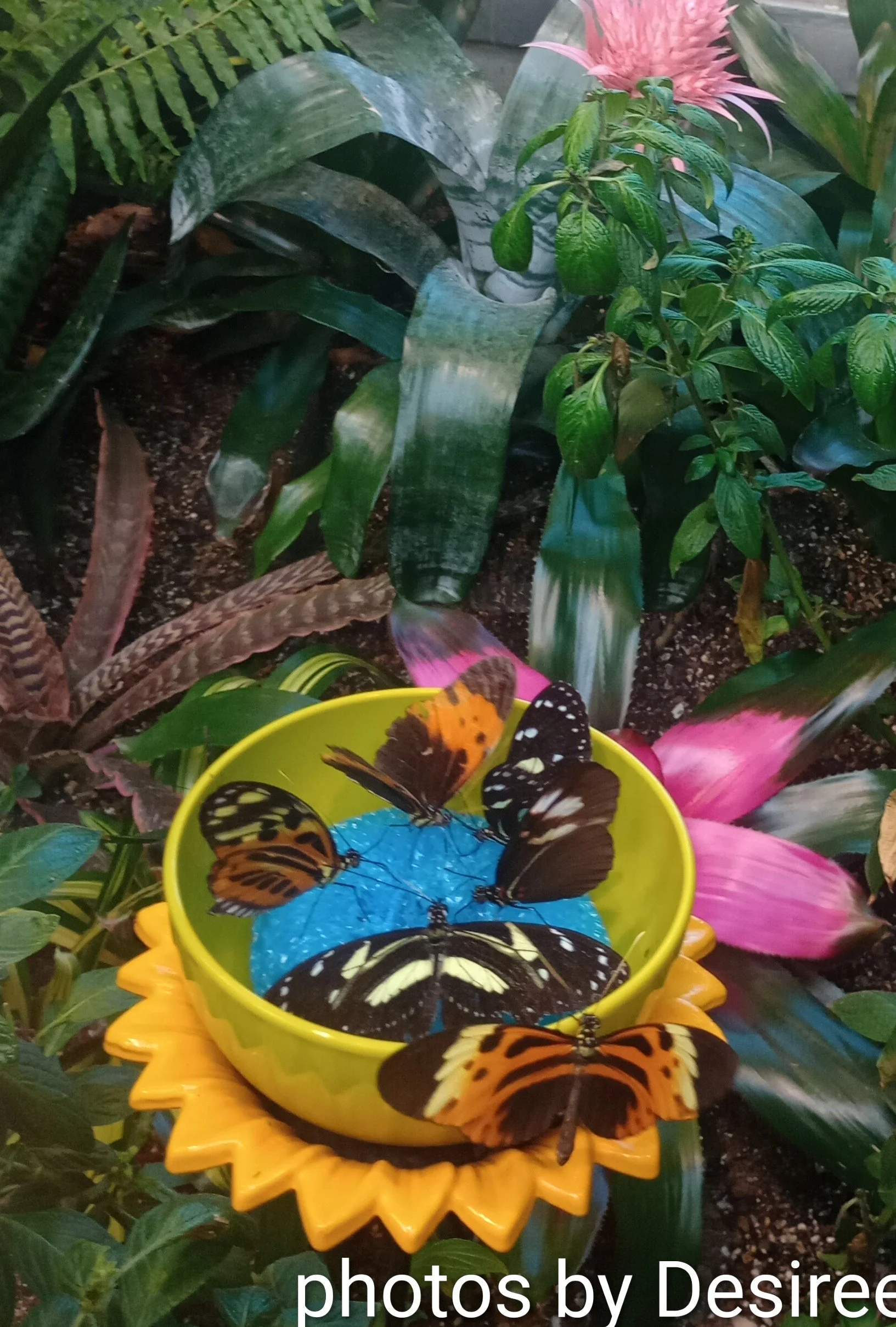 Hershey Butterfly Atrium, Hershey, Pennsylvania