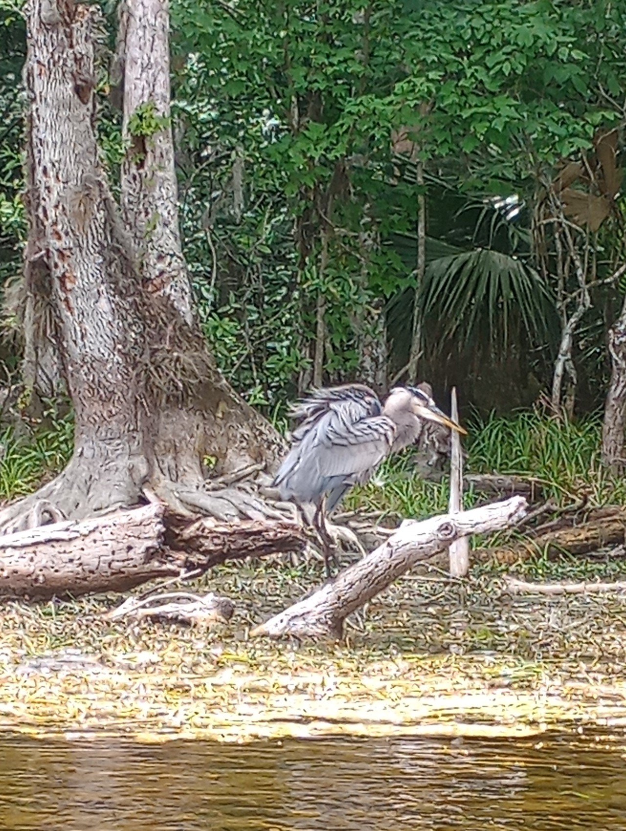 Silver Springs