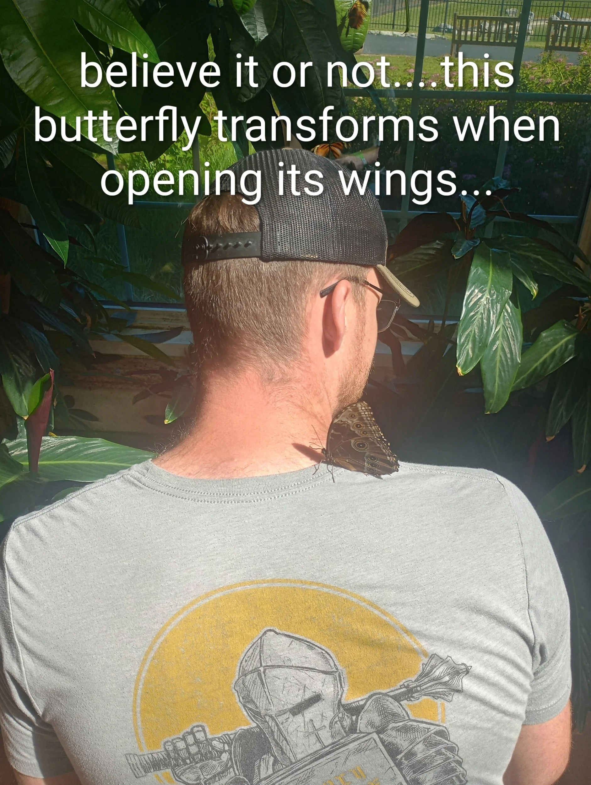 Hershey Butterfly Atrium, Blue Morpho butterfly, Hershey, Pennsylvania
