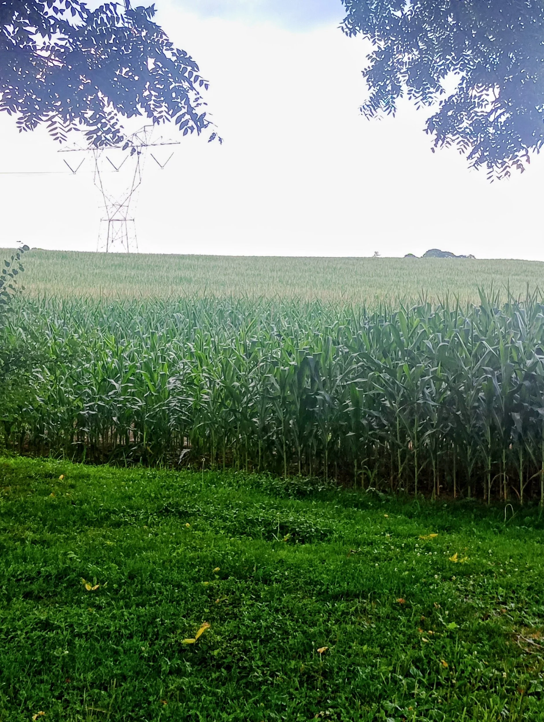 Farm life in Jonestown, PA  Corn field in July, 2026