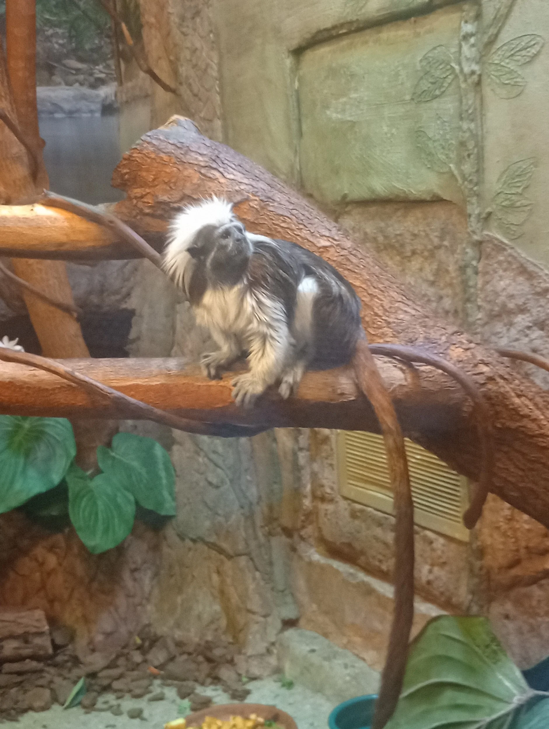 A marmoset in the Reptiles and Exotics building at Lake Tobias, Halifax, PA