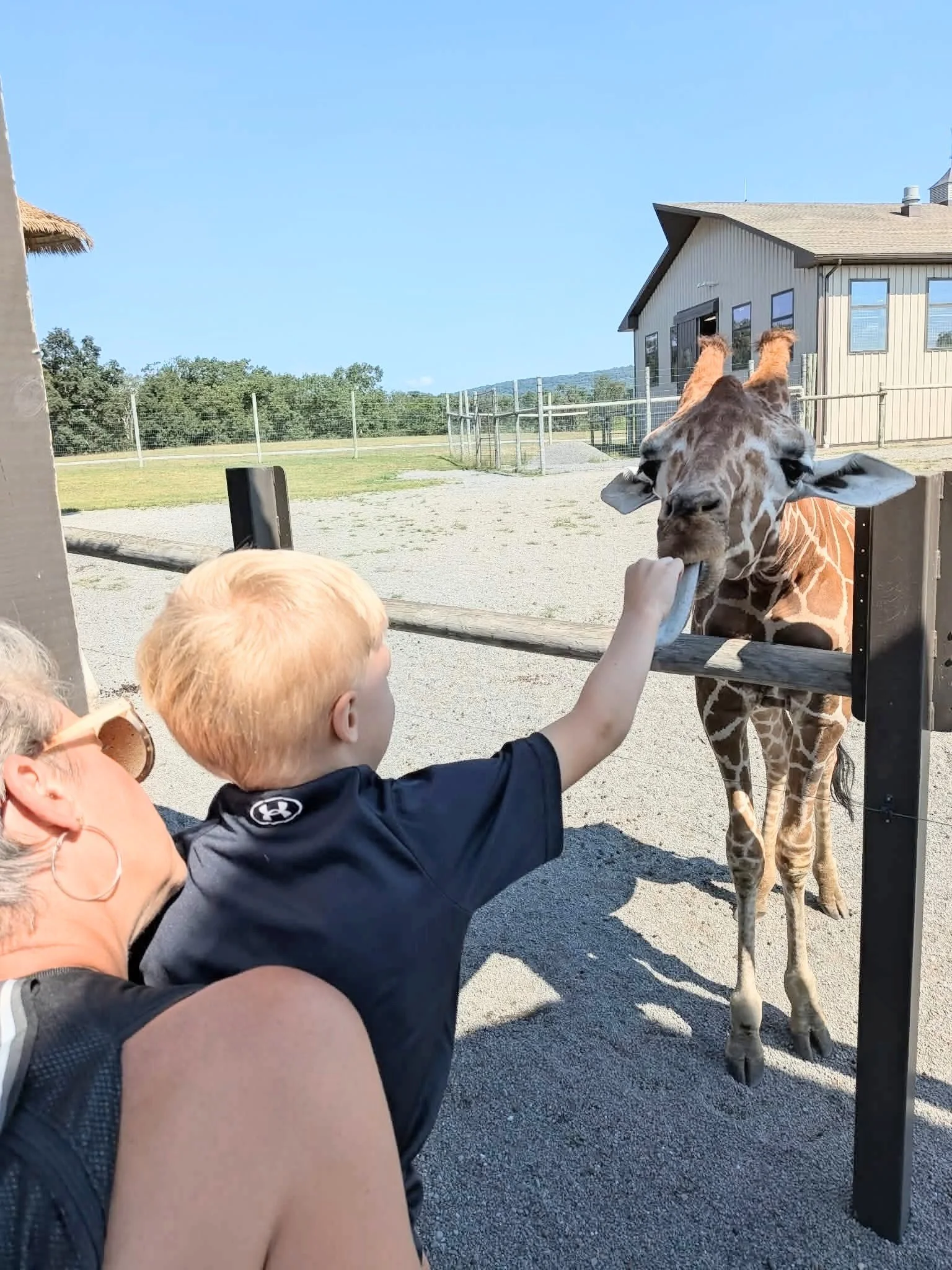 Feeding the giraffe at Lake Tobias, Halifax, PA