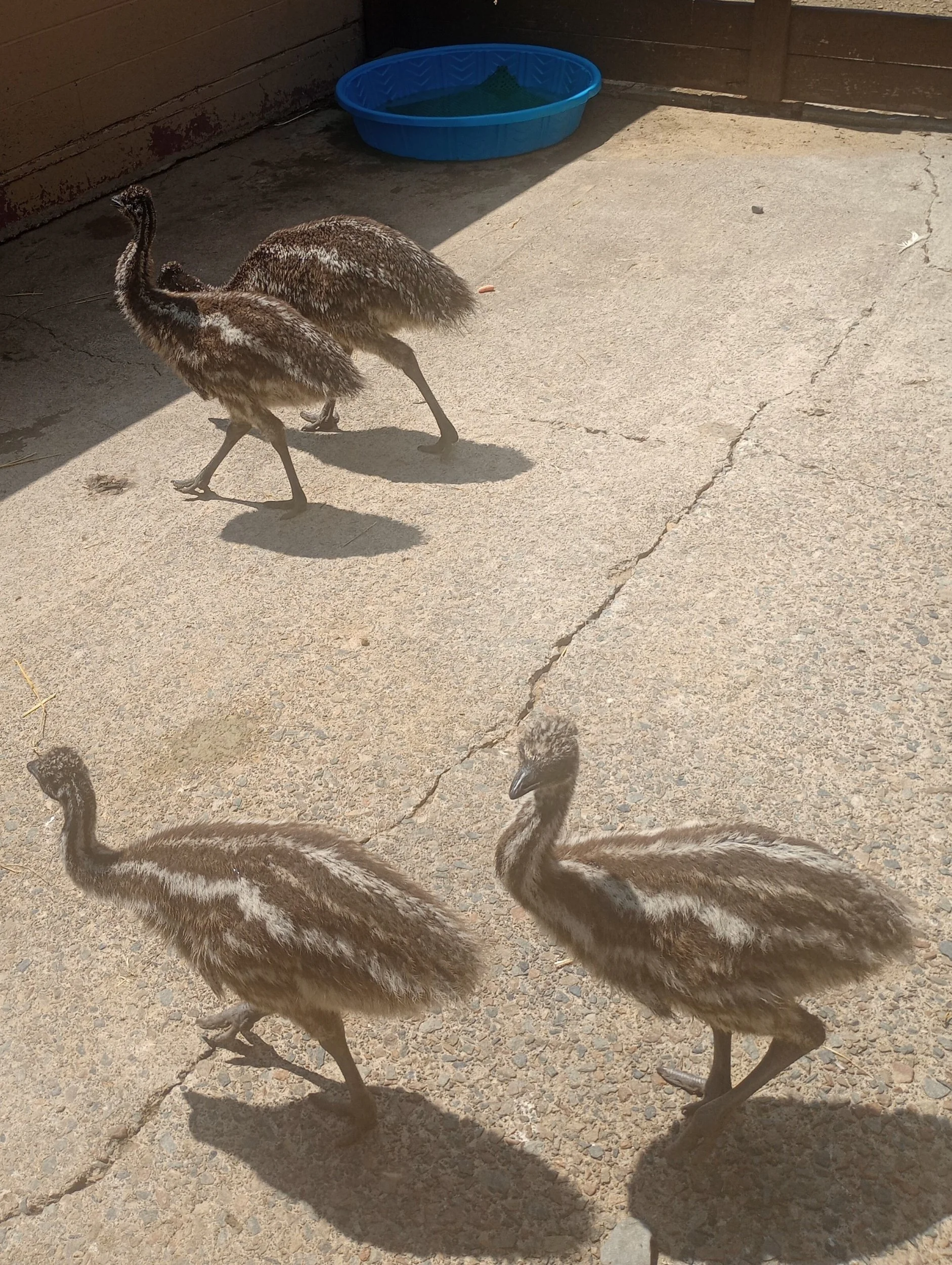 Baby emus in the nursery at Lake Tobias, Halifax, PA