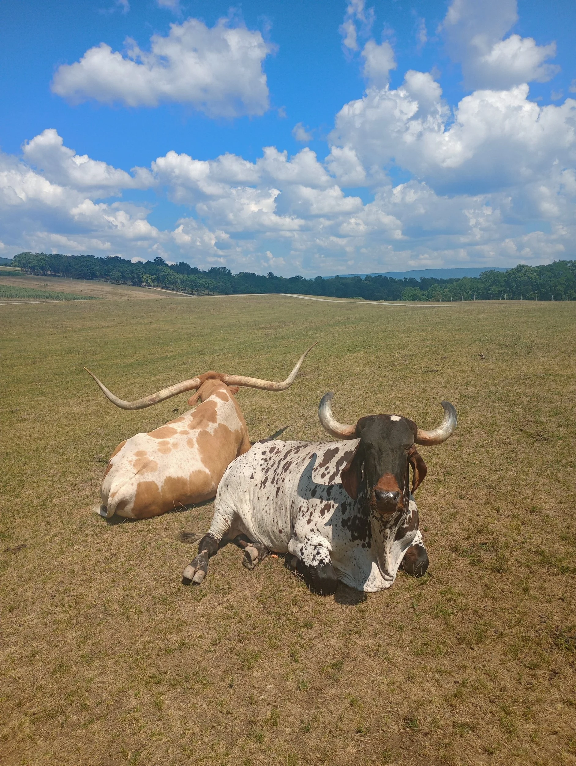 Texas Longhorn and Brahma Bull at Lake Tobias, Halifax, PA