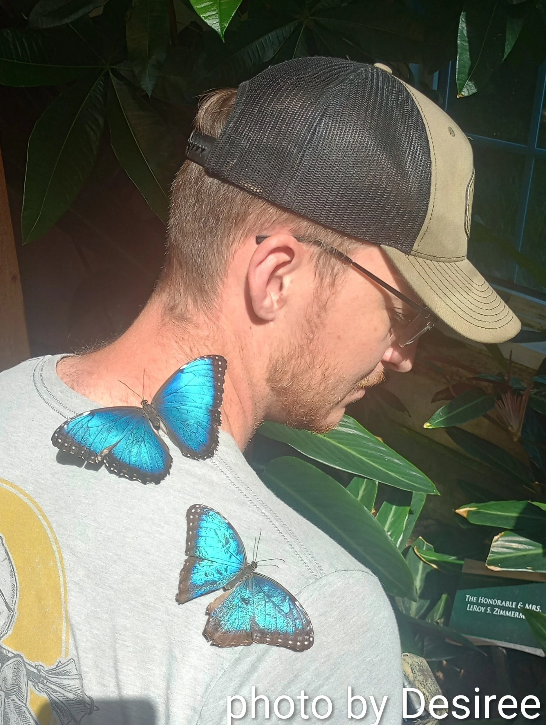 Hershey Butterfly Atrium  Blue Morpho  Hershey, Pennsylvania