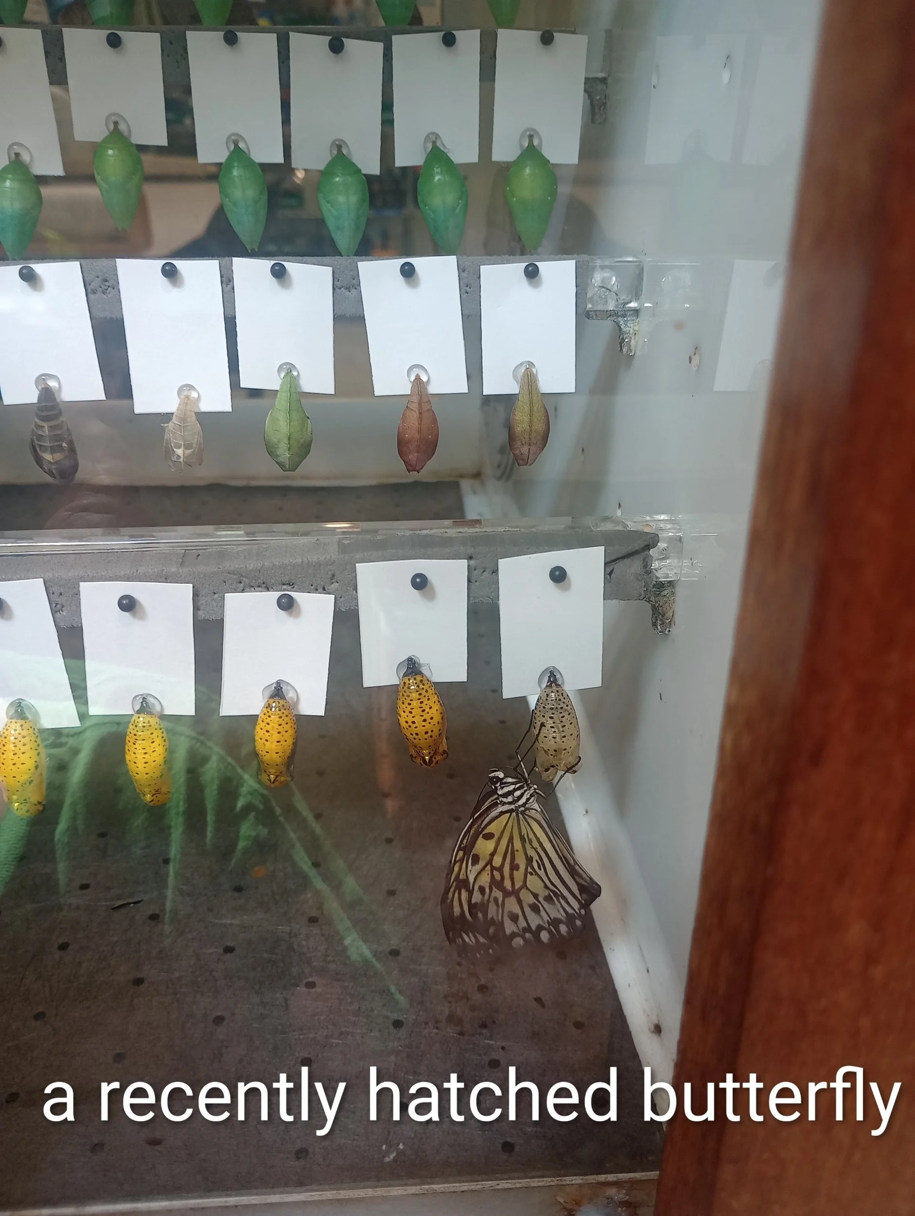 Hershey Butterfly Atrium Breeding Room, Hershey, PA