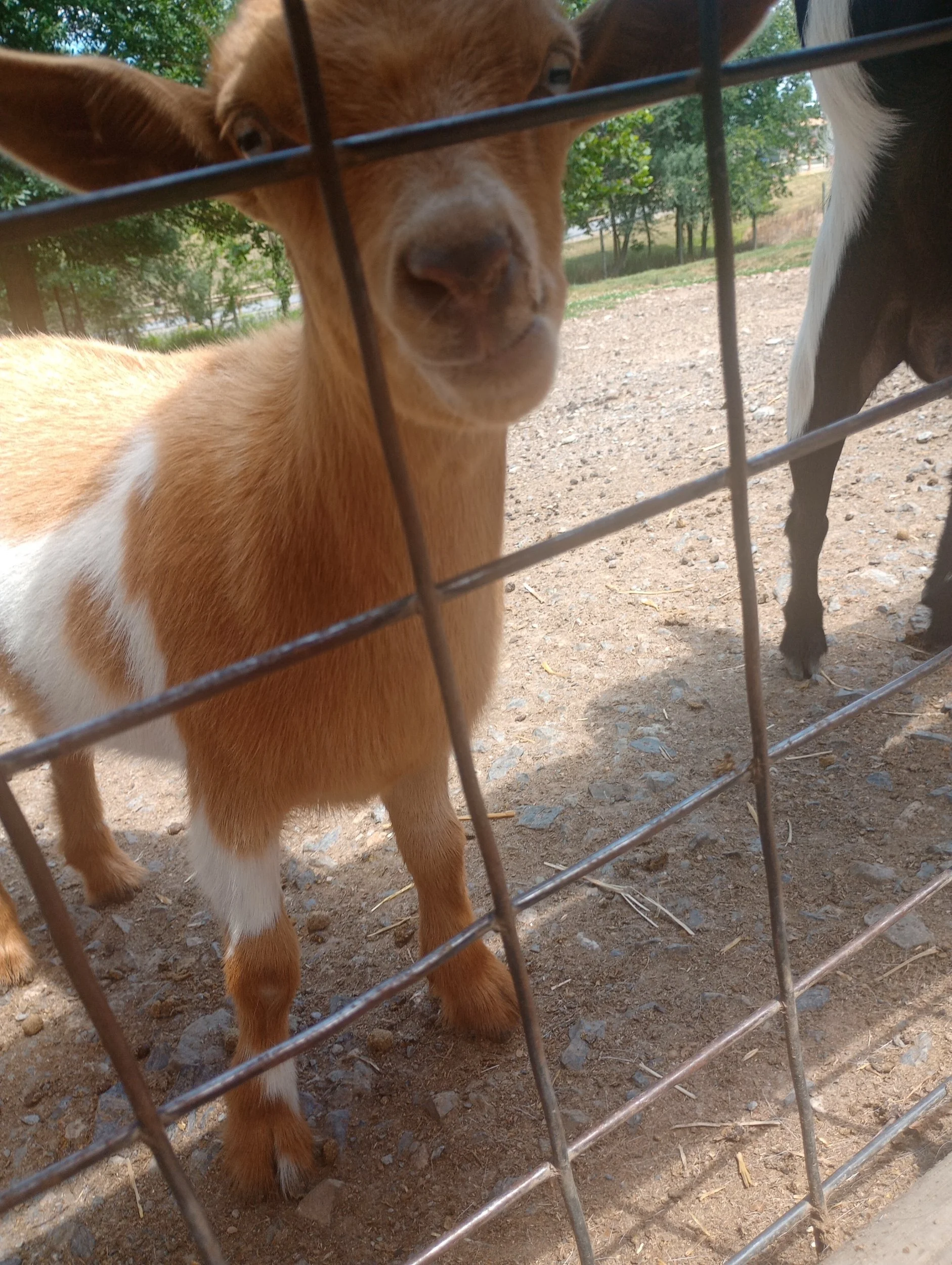 Petting Zoo at Lake Tobias, Halifax, PA