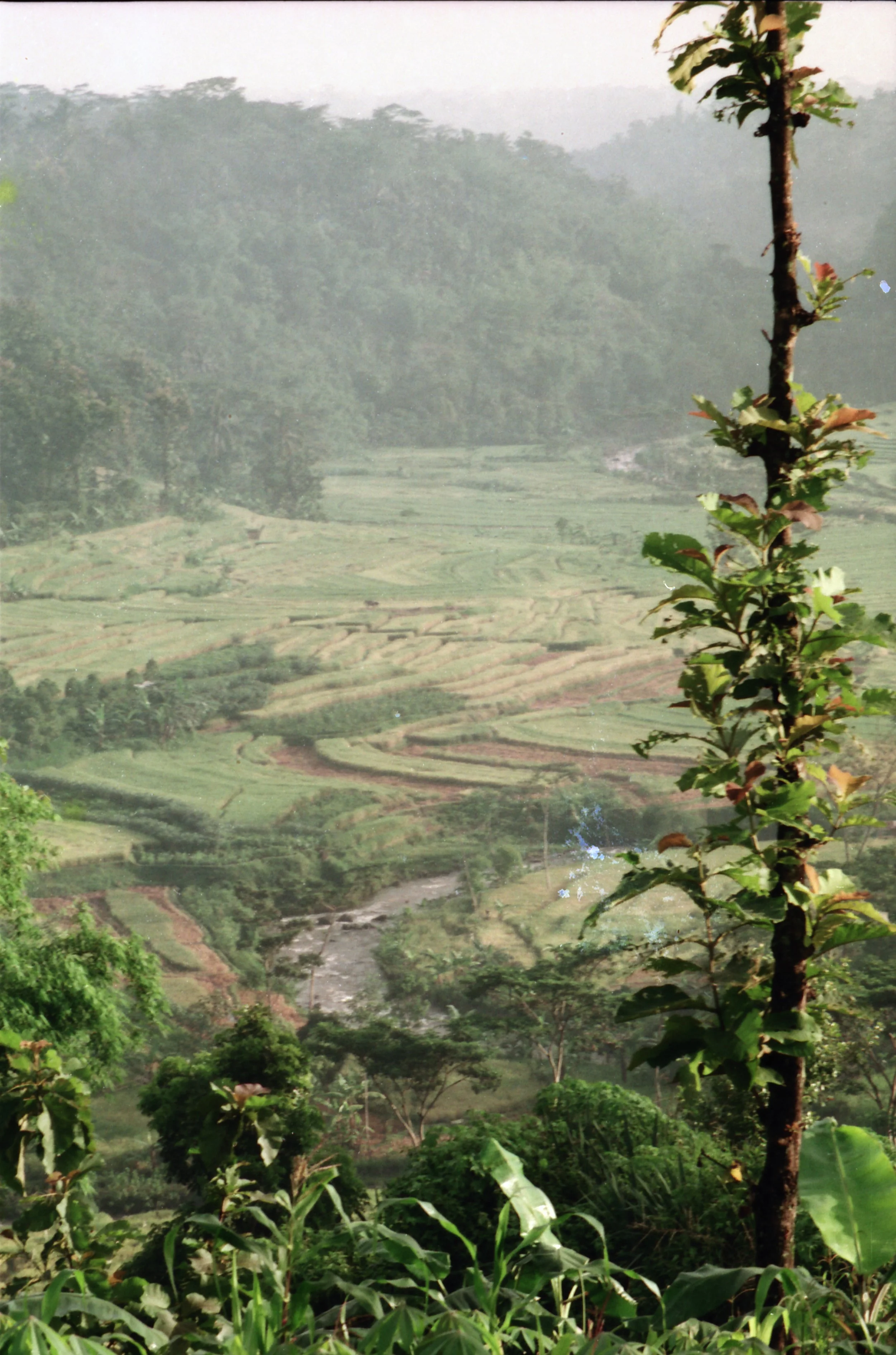 Scenic view of lush green hills, terraced fields, and a small stream with tall trees in the background, partially obscured by mist or haze.