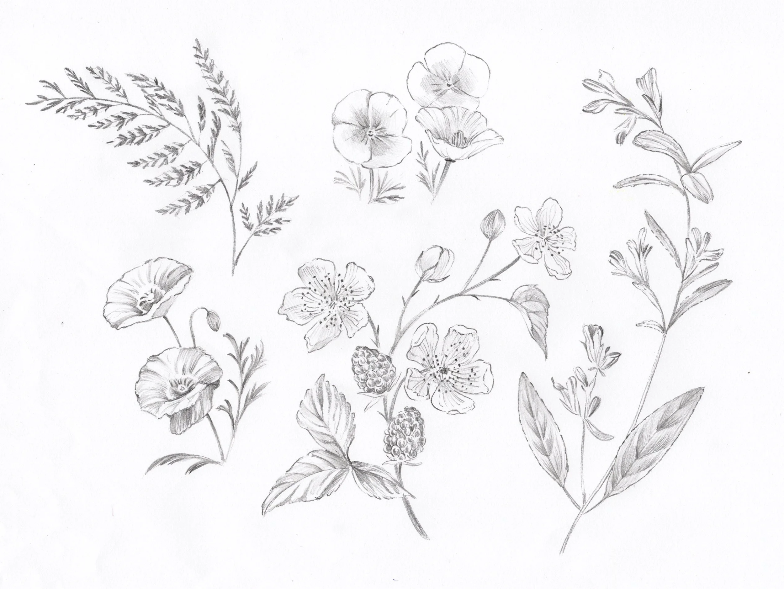 northeast botanicals, fern n/a