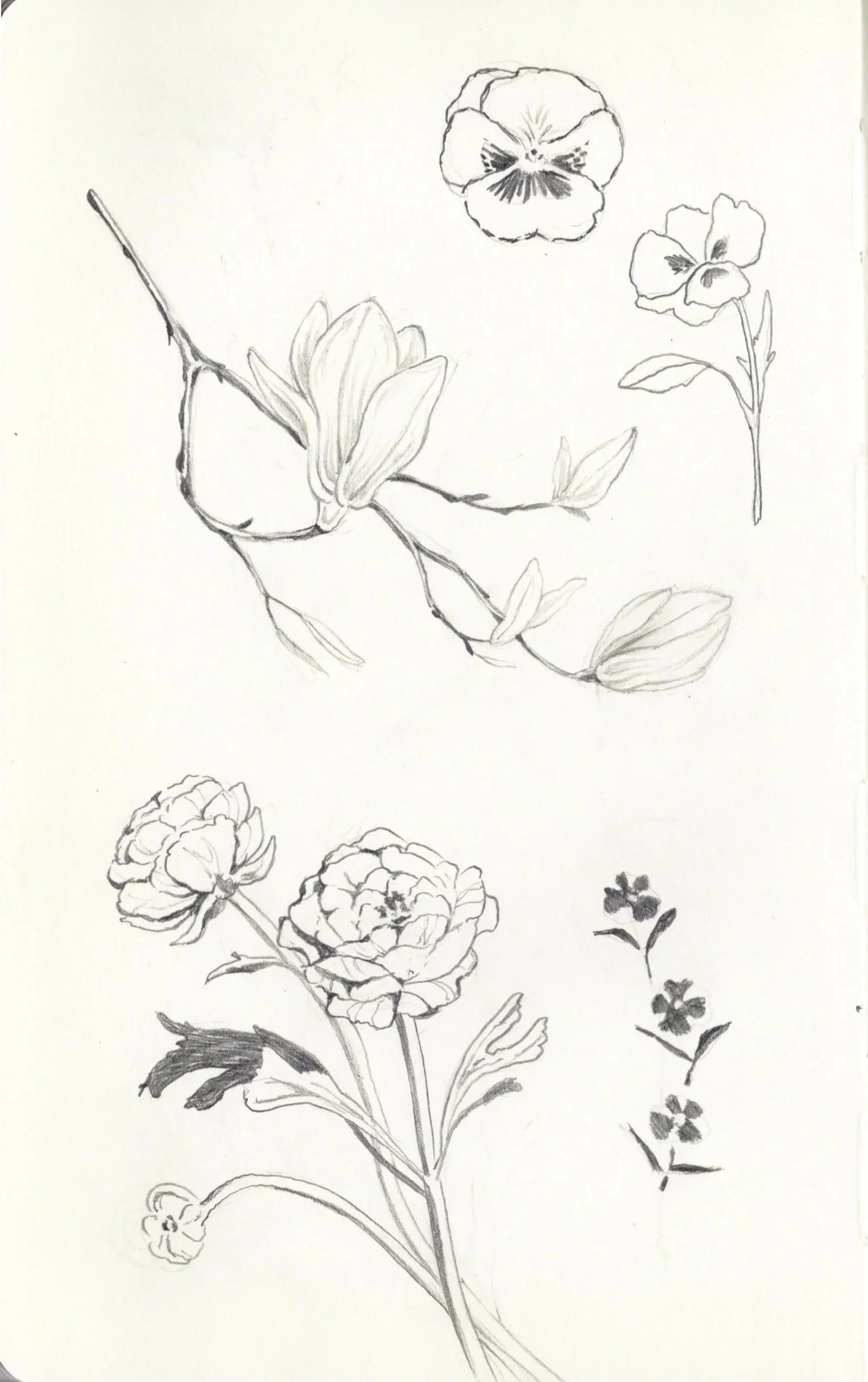 assort. botanicals