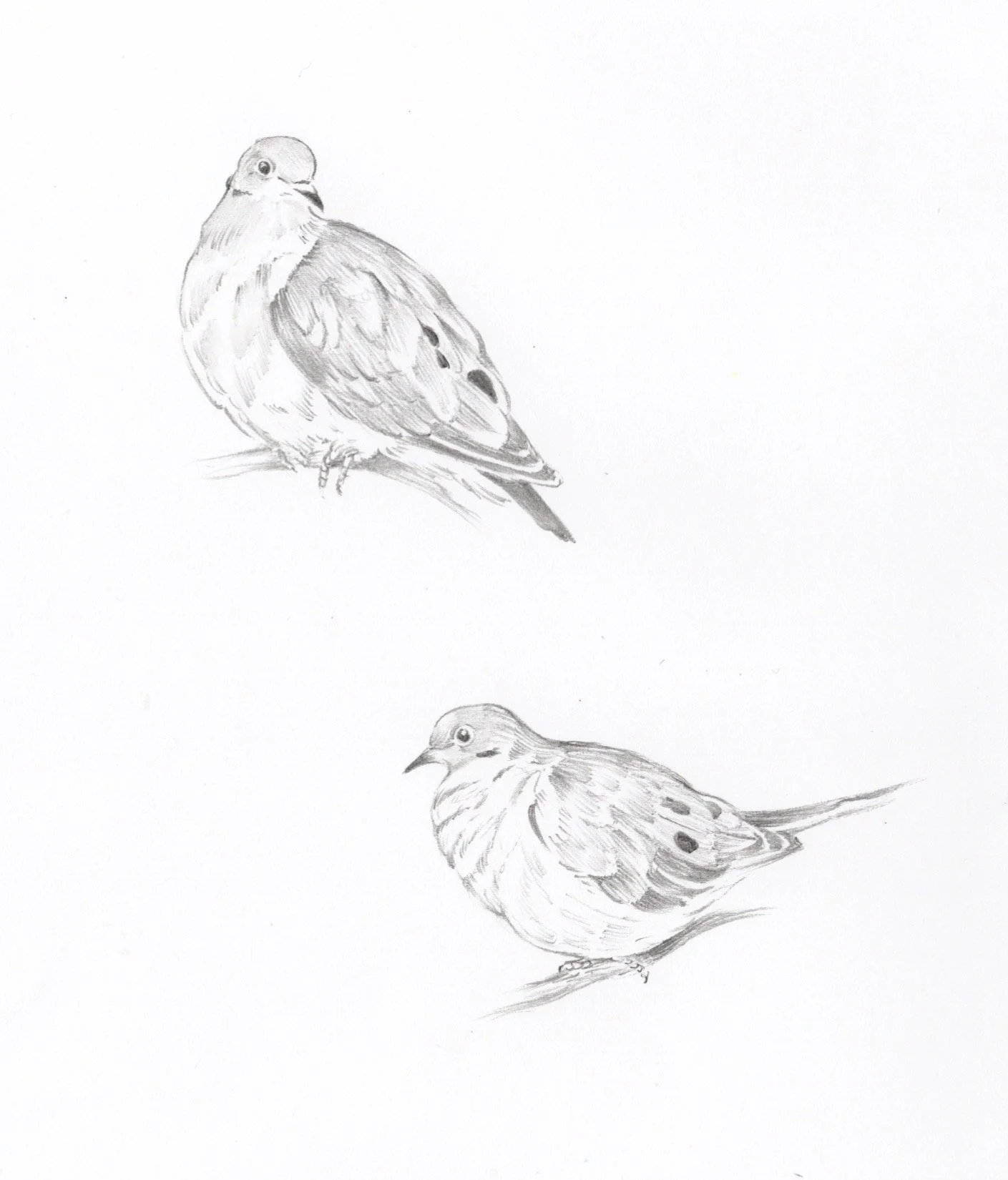 mourning doves, top dove n/a