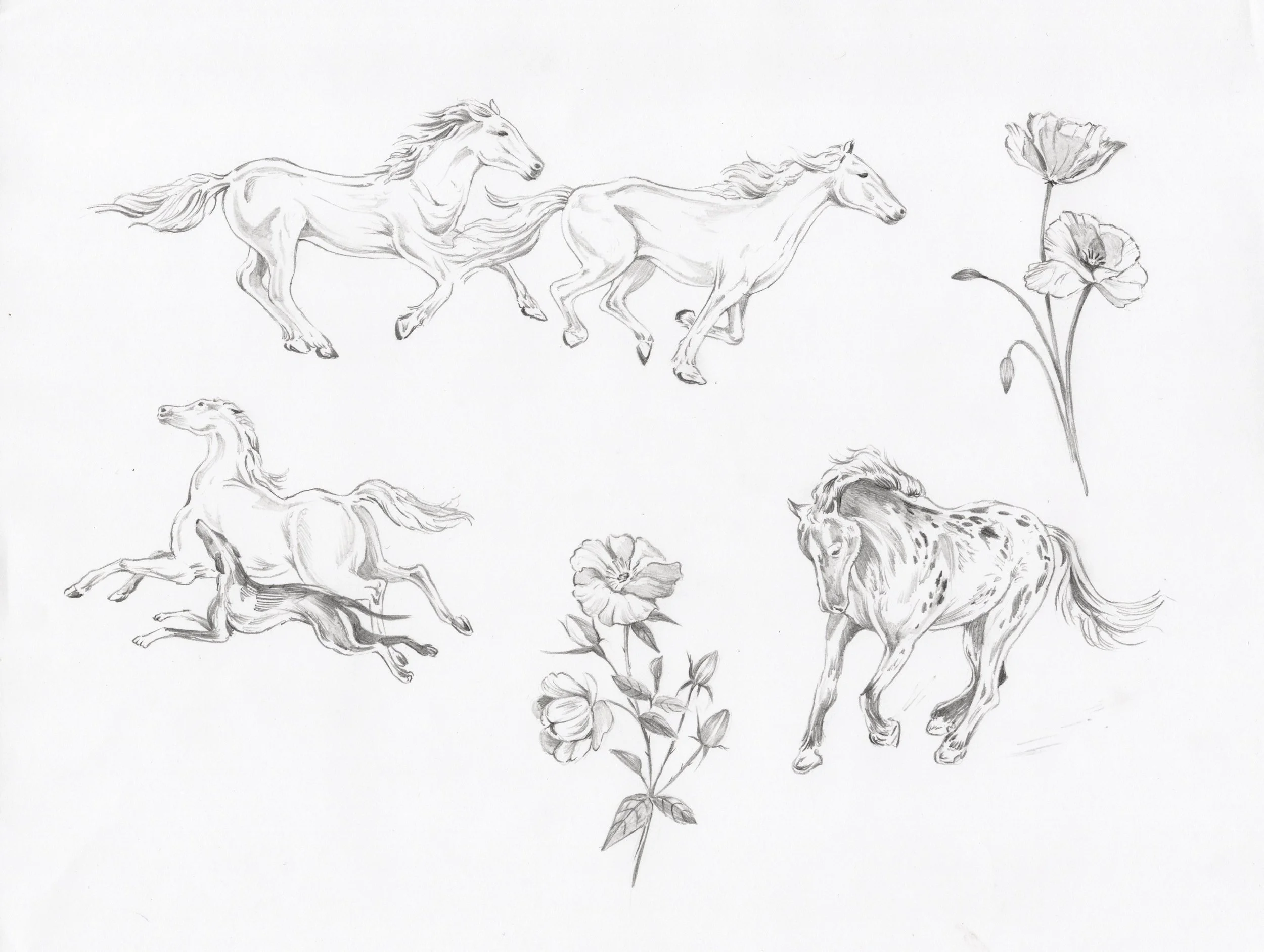 horses and flowers, spotted horse n/a