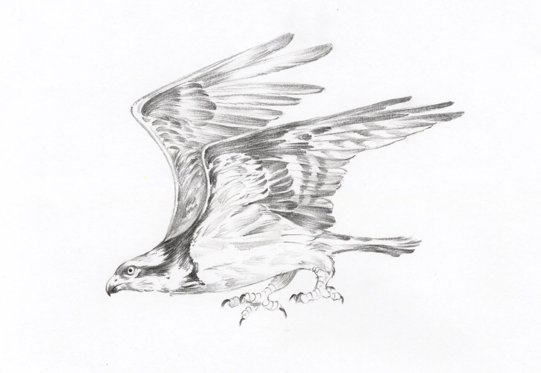 available pre drawn osprey, nonrepeat