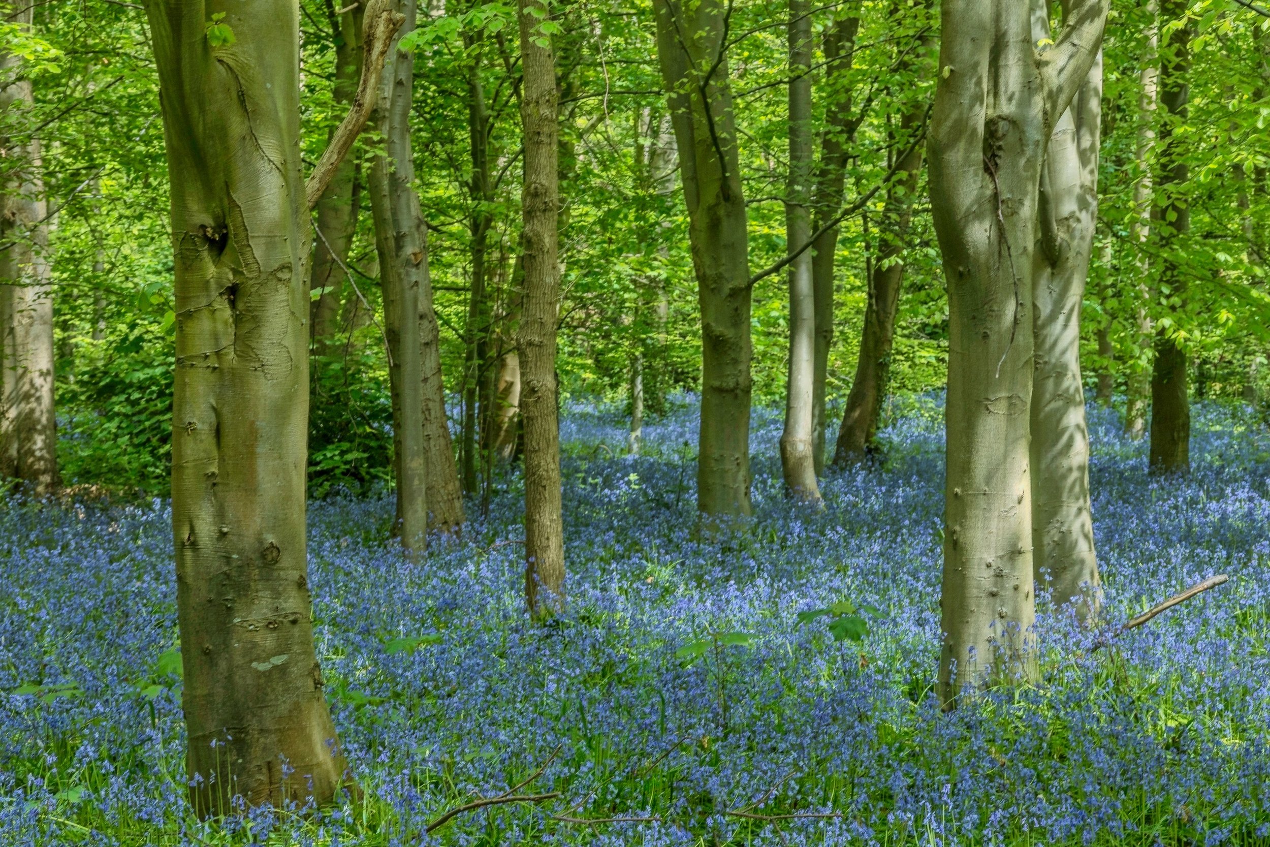 A forest with green leafy trees and a ground covered in blue flowers.