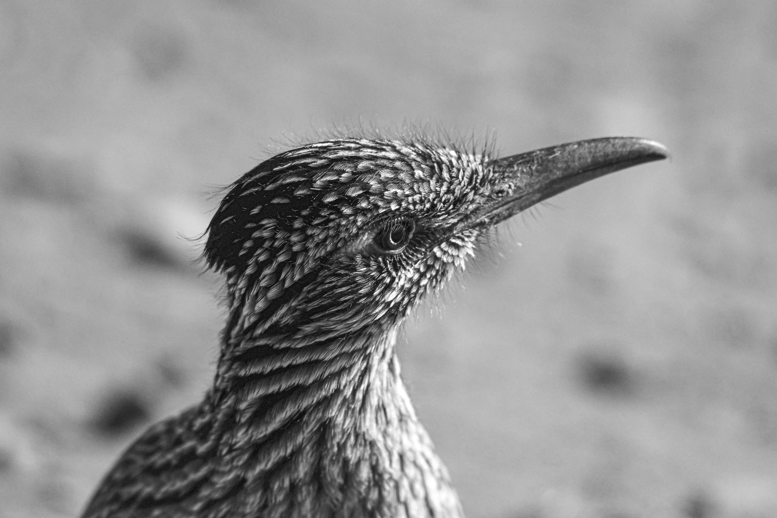 Roadrunner2 - 01 14 25