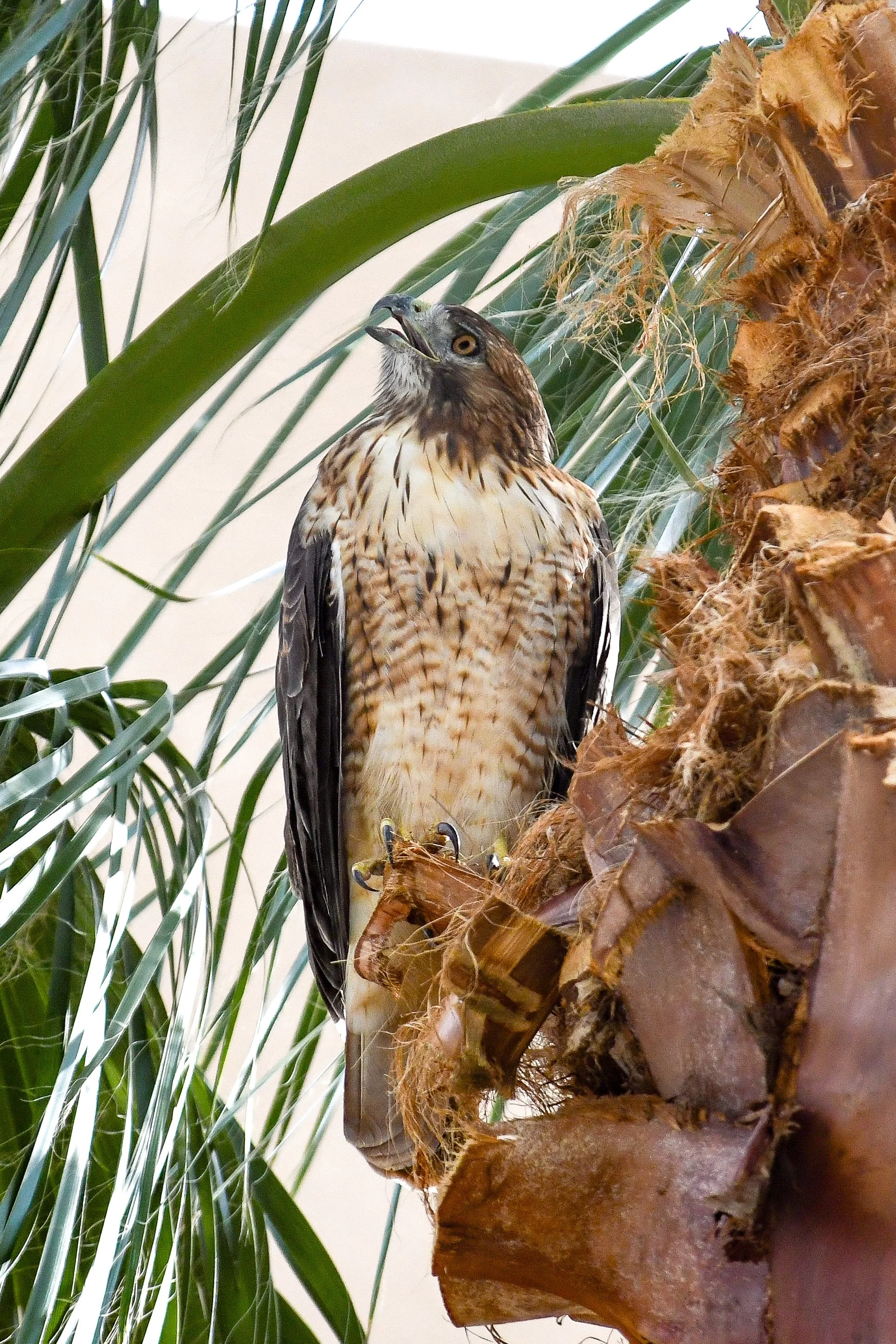 Red-Tailed Hawk - 08 20 24 - 3681