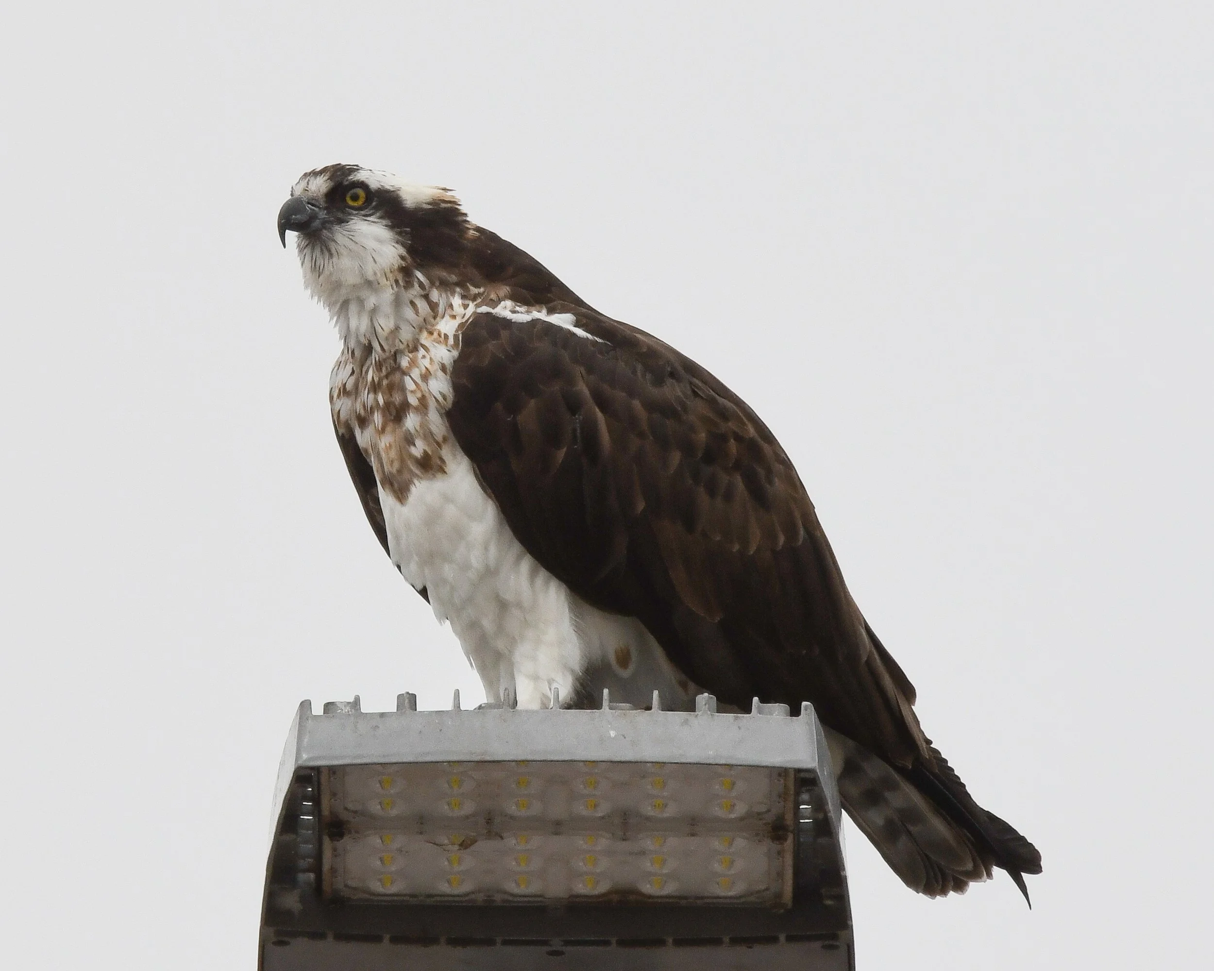 Osprey - 03 14 24 - 1239
