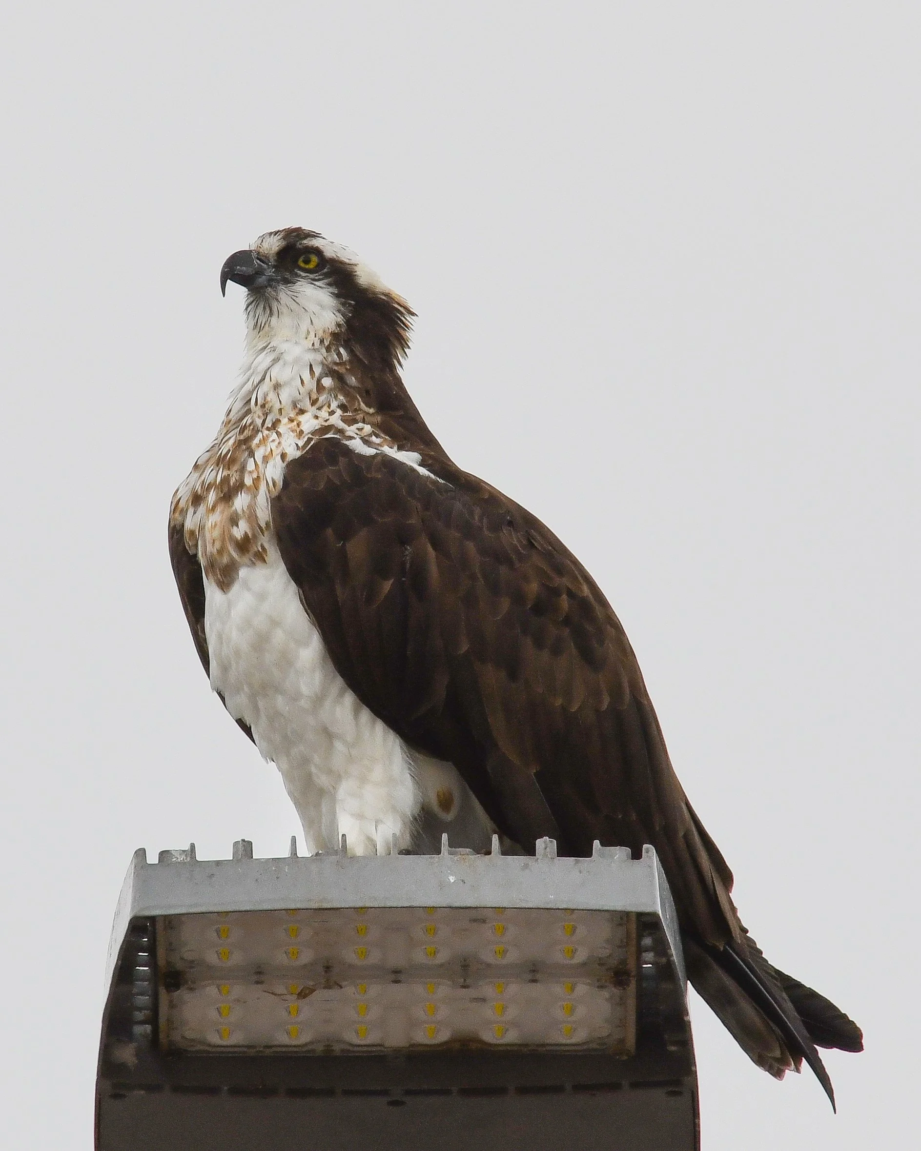 Osprey - 03 14 24 - 1232