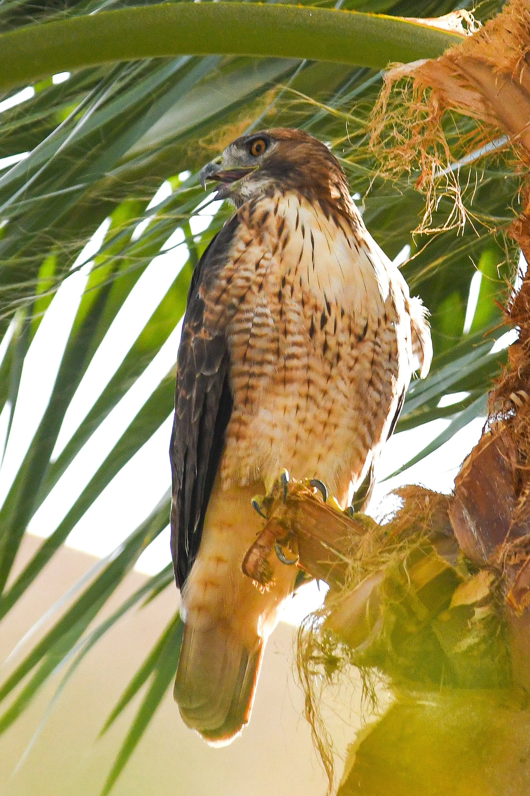 Red-Tailed Hawk - 08 20 24 - 3692