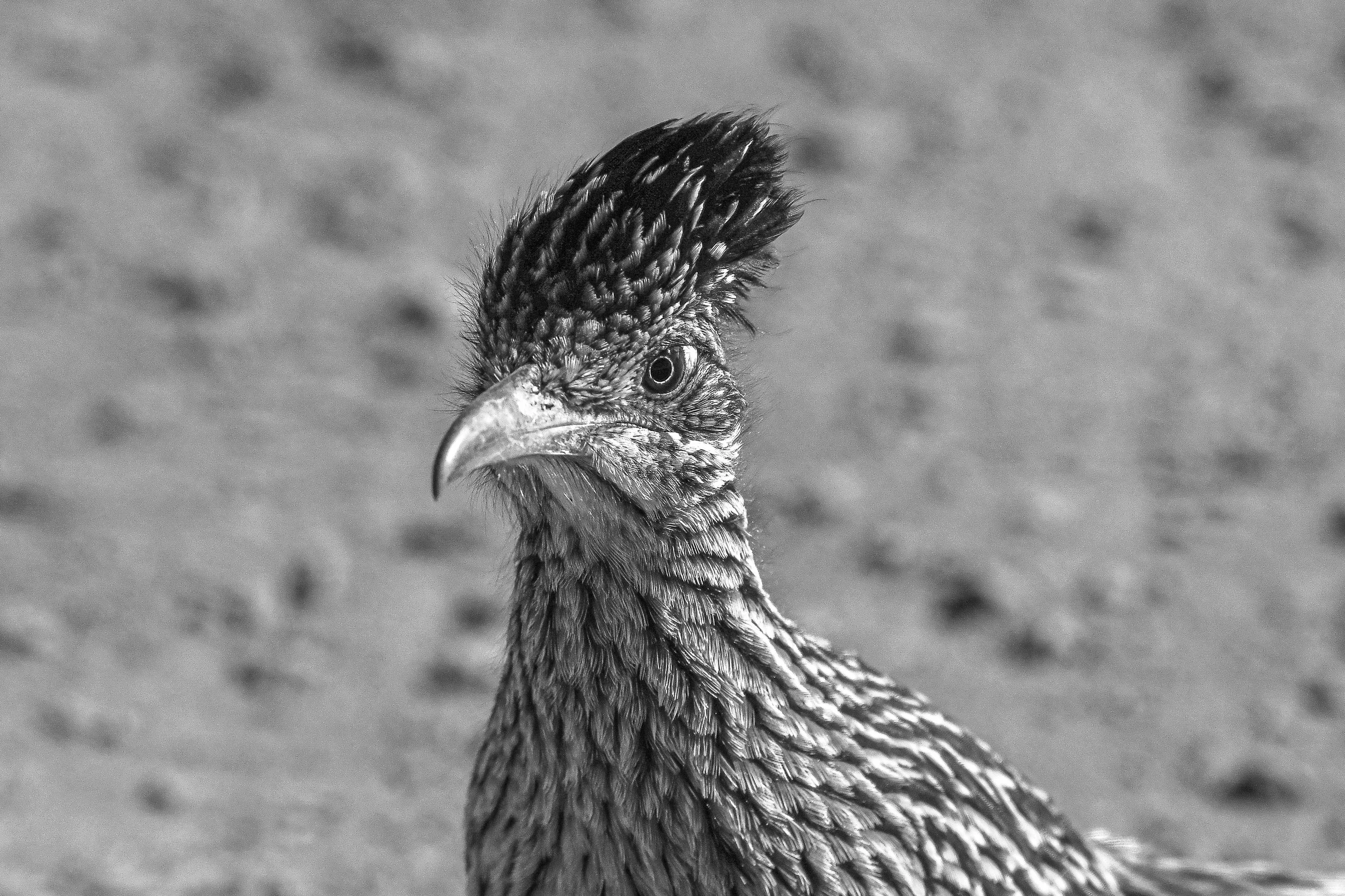 Roadrunner - 01 14 25 - 6514