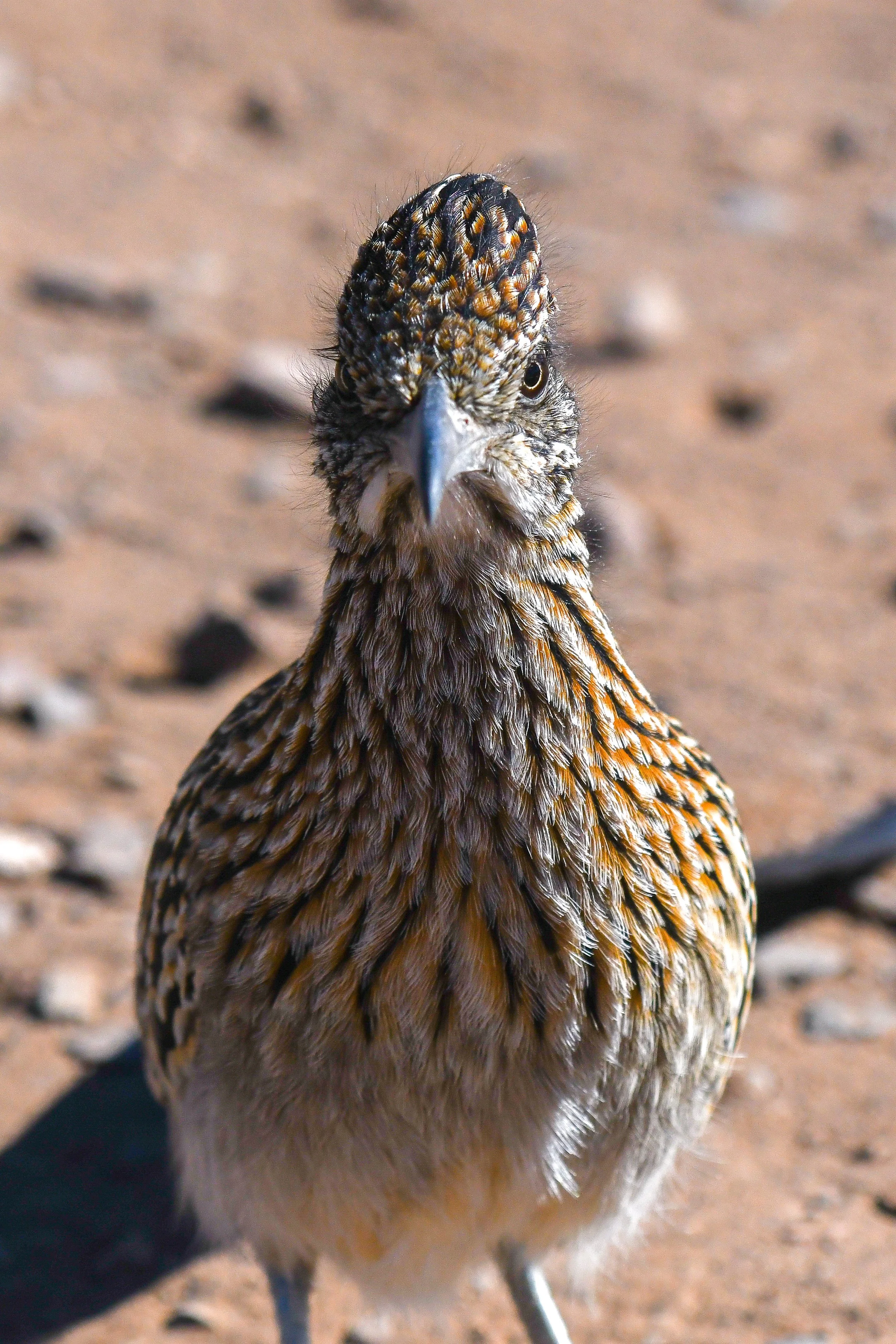 Roadrunner - 01 14 25 - 6541