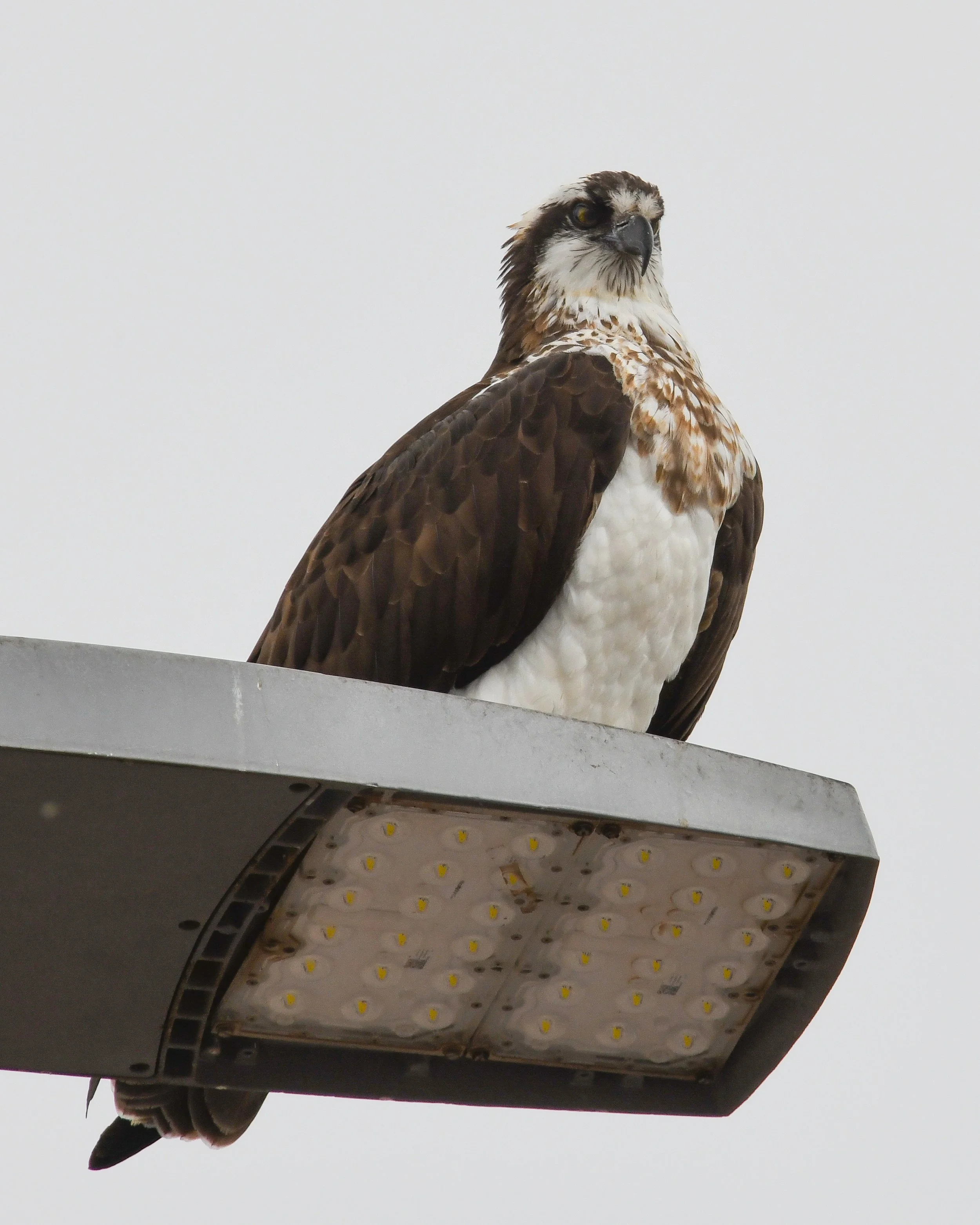 Osprey - 03 14 24 - 1221