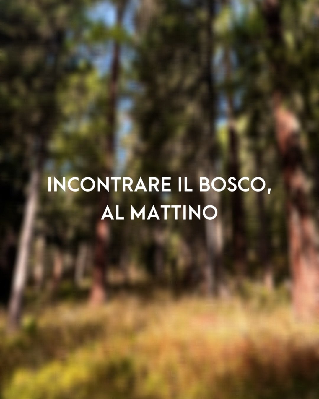 Stamane, nel bosco, a un certo punto il mio sguardo &egrave; cambiato. Fino a quel momento avevo camminato dentro una mattina bellissima. Guardavo, ammiravo e provavo gratitudine, ma continuavo a vedere il bosco come gi&agrave; sapevo vederlo.

Poi u