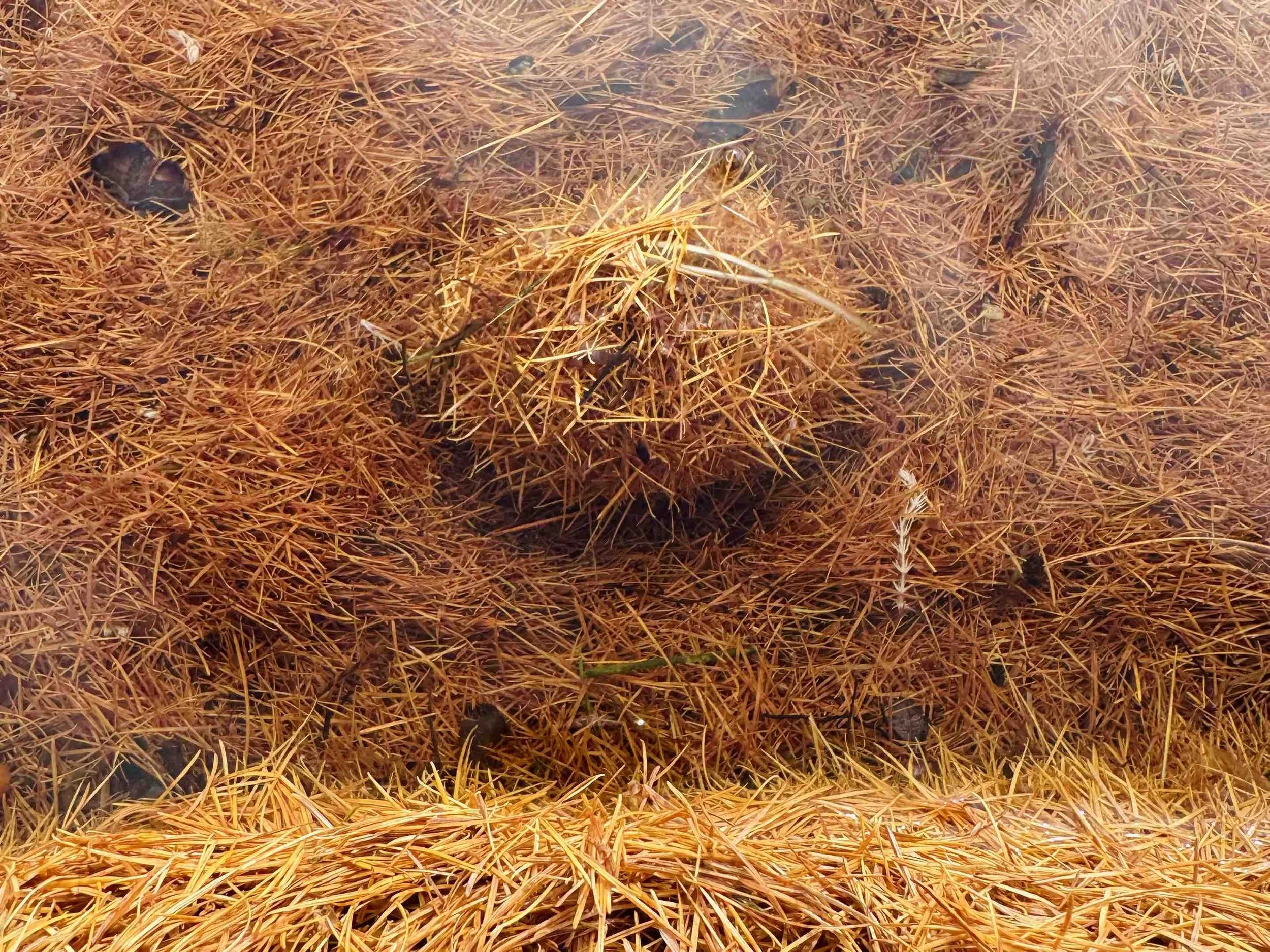 Un lago con acqua limpida e superficie coperta di foglie di pino secche e alcuni sassi sul fondo.