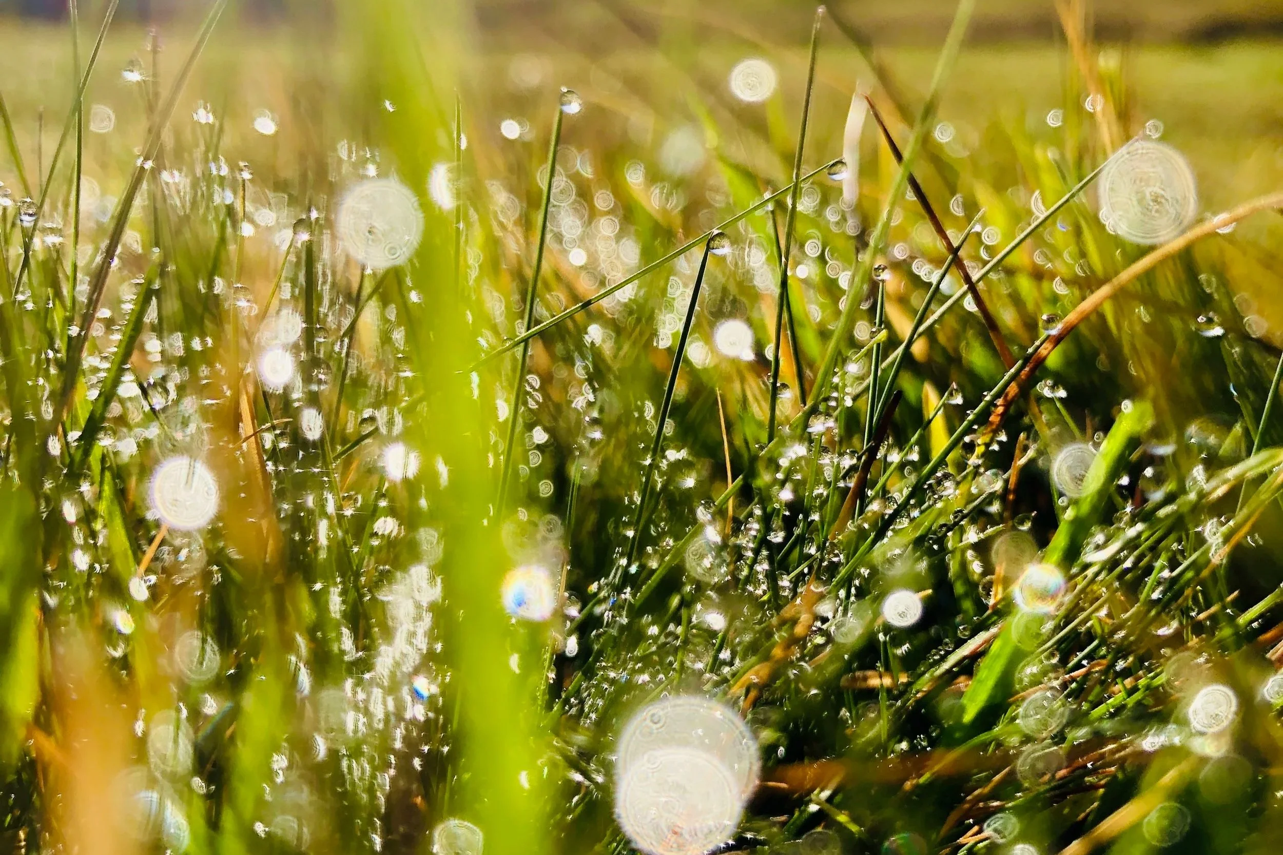Gocce di acqua sulla grama bagnata illuminata dal sole, con un effetto bokeh sfocato in background.
